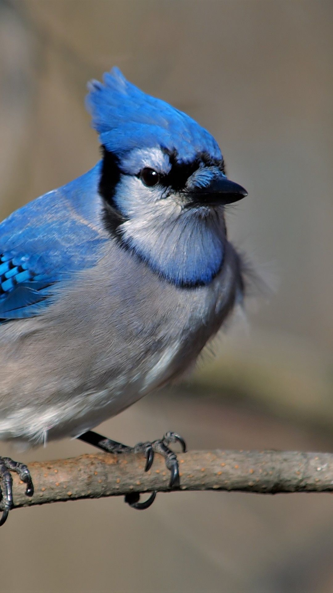 Blue Jay Wallpapers