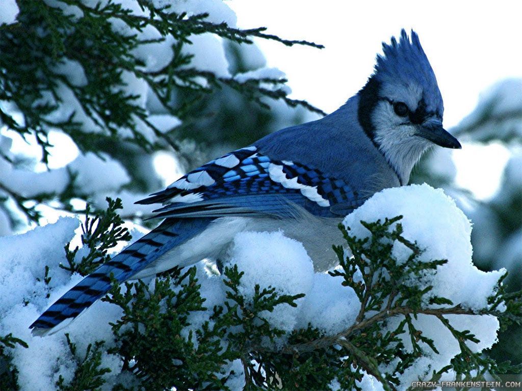 Blue Jay Wallpapers