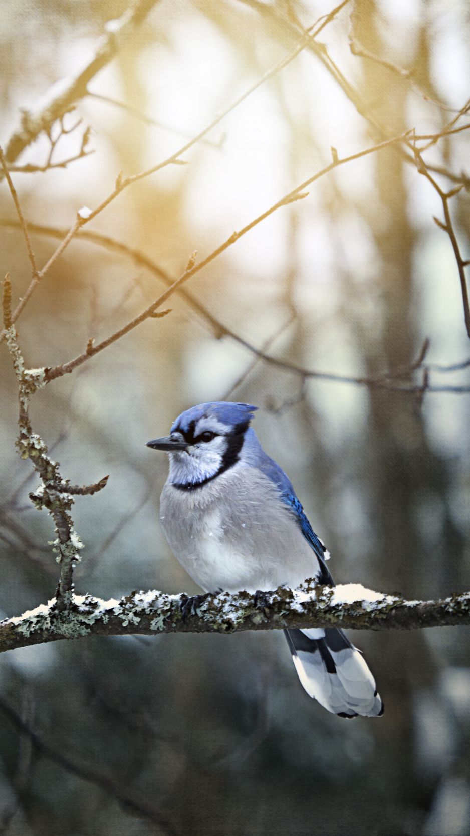 Blue Jay Wallpapers