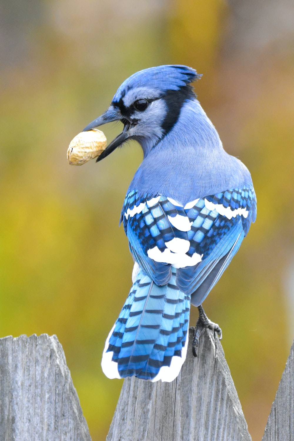 Blue Jay Wallpapers