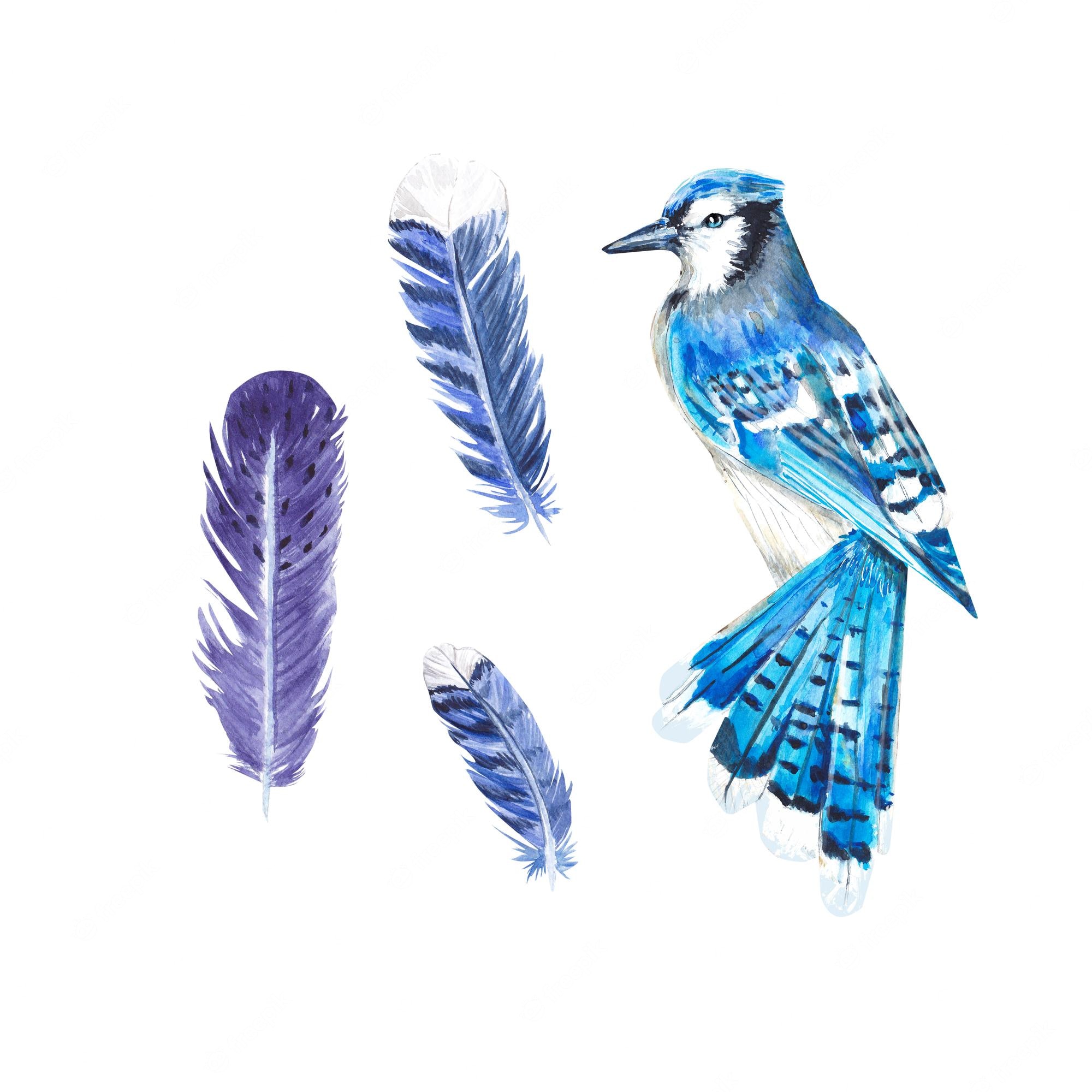 Blue Jay Wallpapers