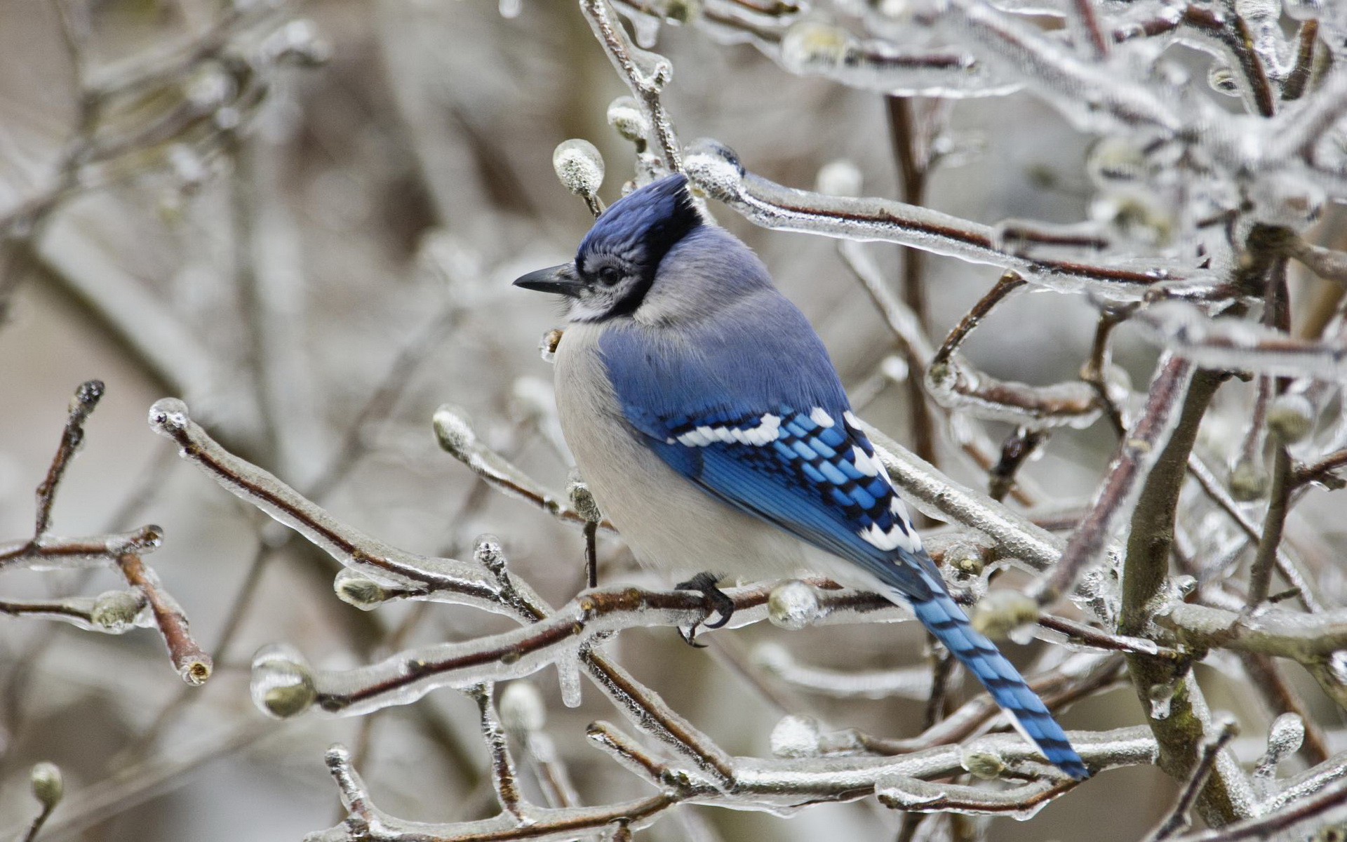 Blue Jay Wallpapers