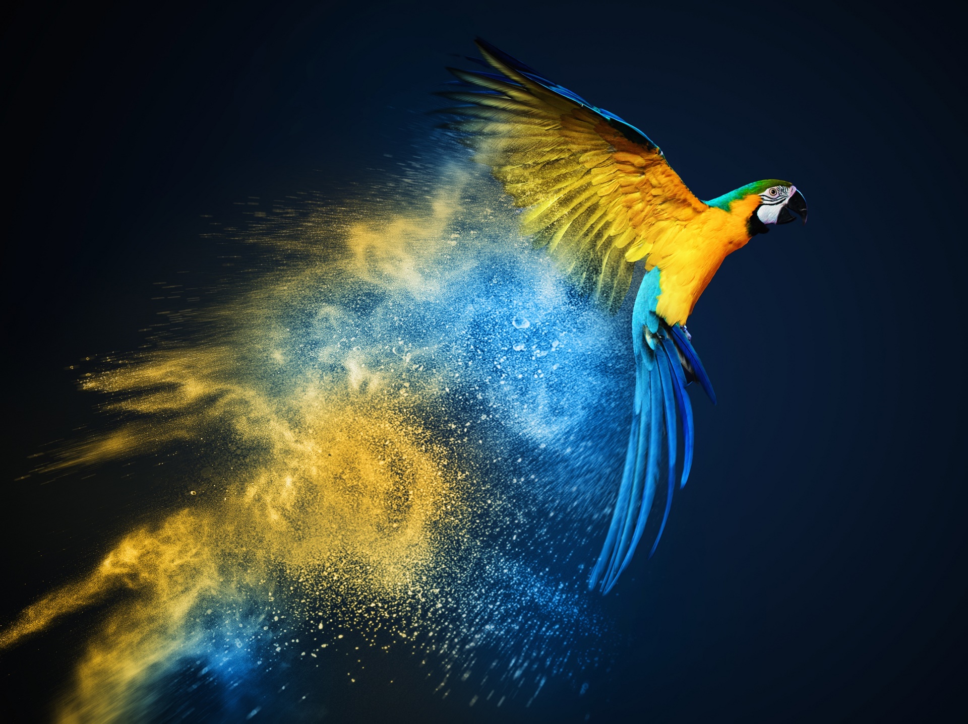 Blue-And-Yellow Macaw Wallpapers