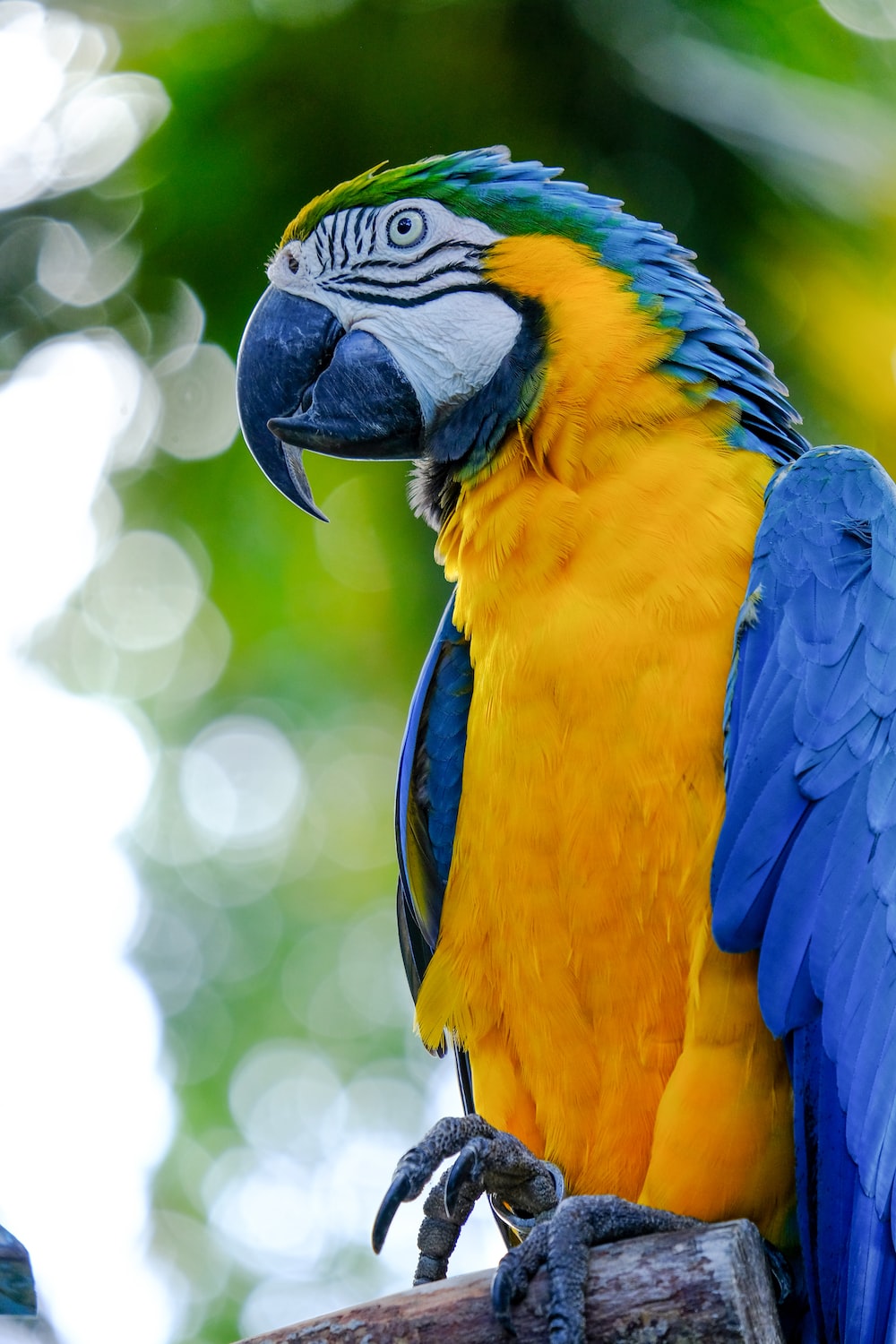 Blue-And-Yellow Macaw Wallpapers