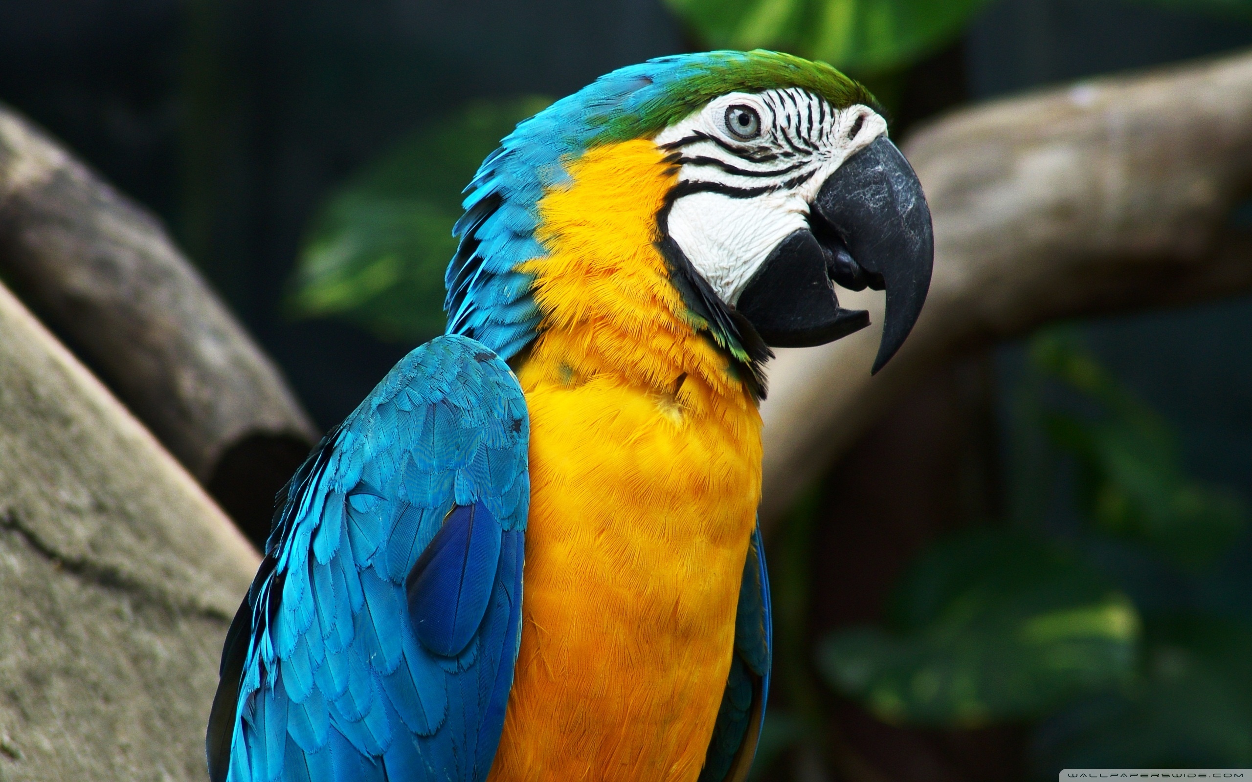 Blue-And-Yellow Macaw Wallpapers