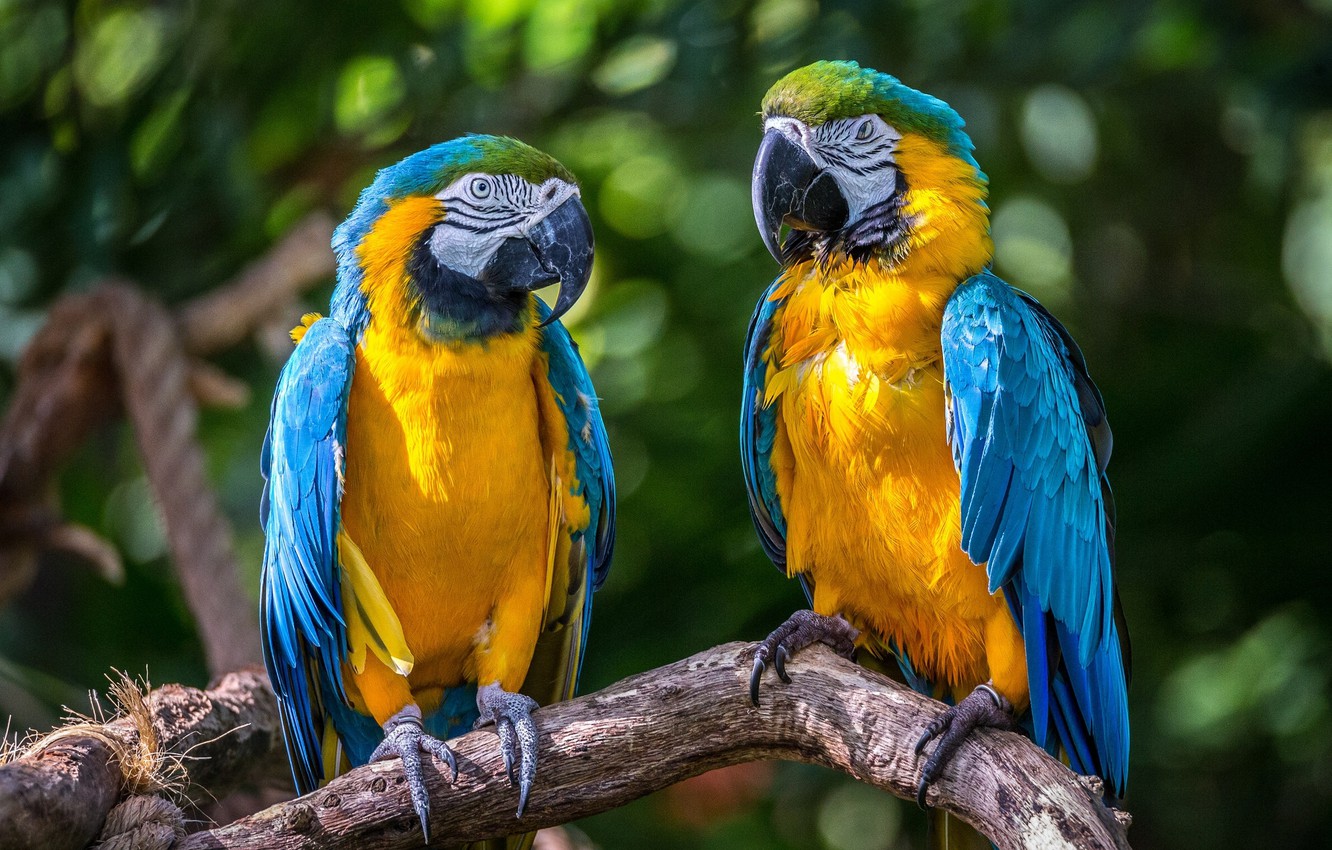 Blue-And-Yellow Macaw Wallpapers