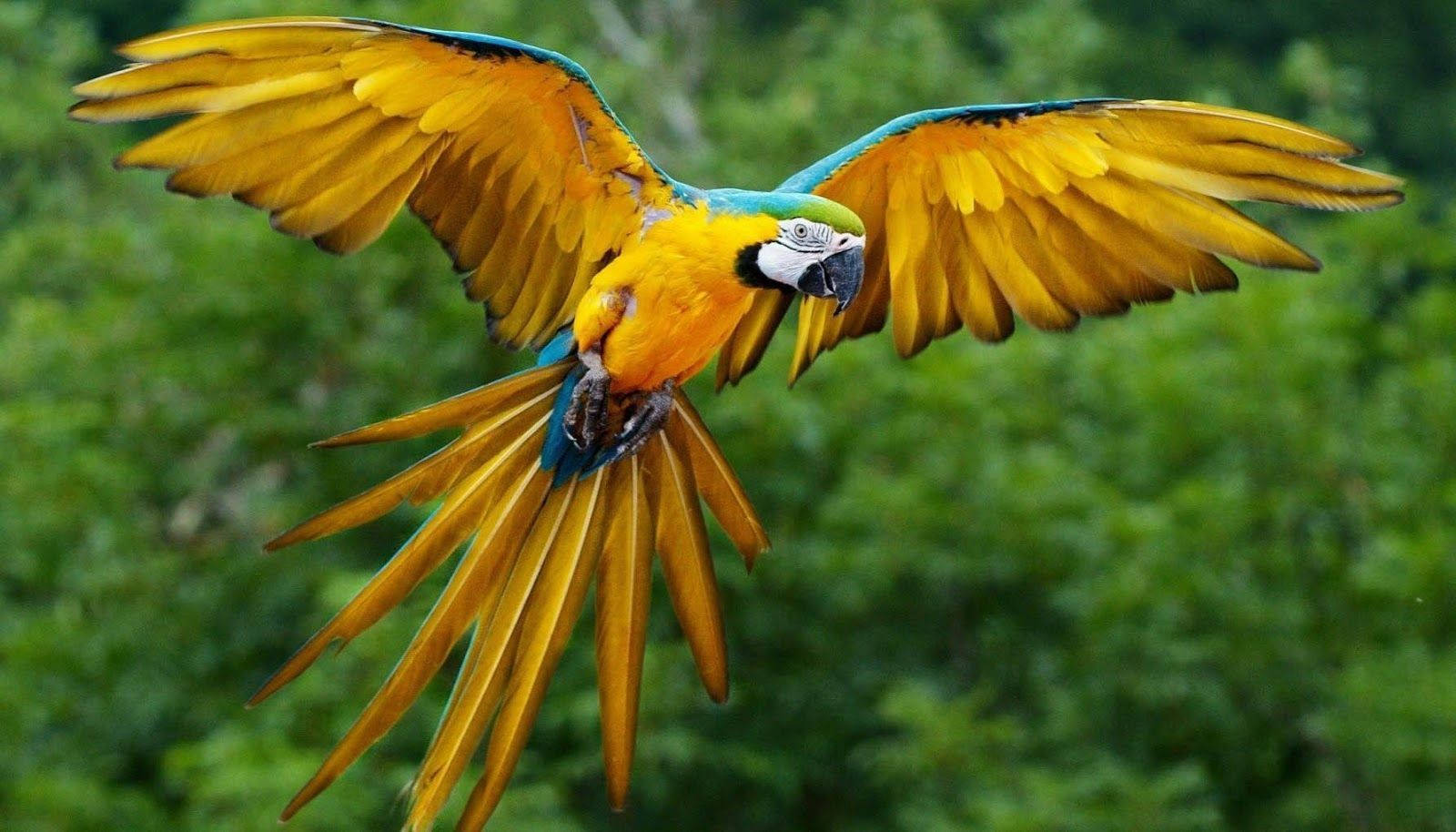 Blue-And-Yellow Macaw Wallpapers