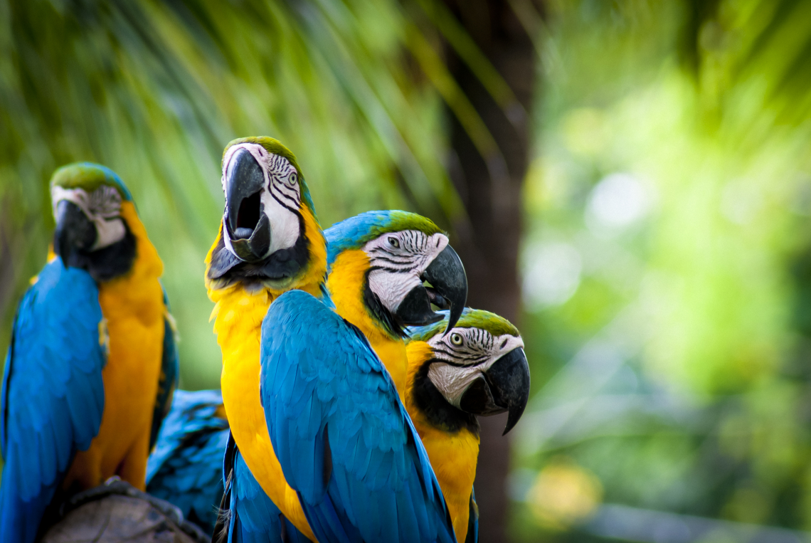 Blue-And-Yellow Macaw Wallpapers