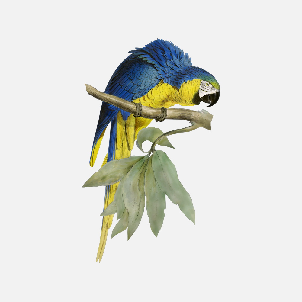 Blue-And-Yellow Macaw Wallpapers