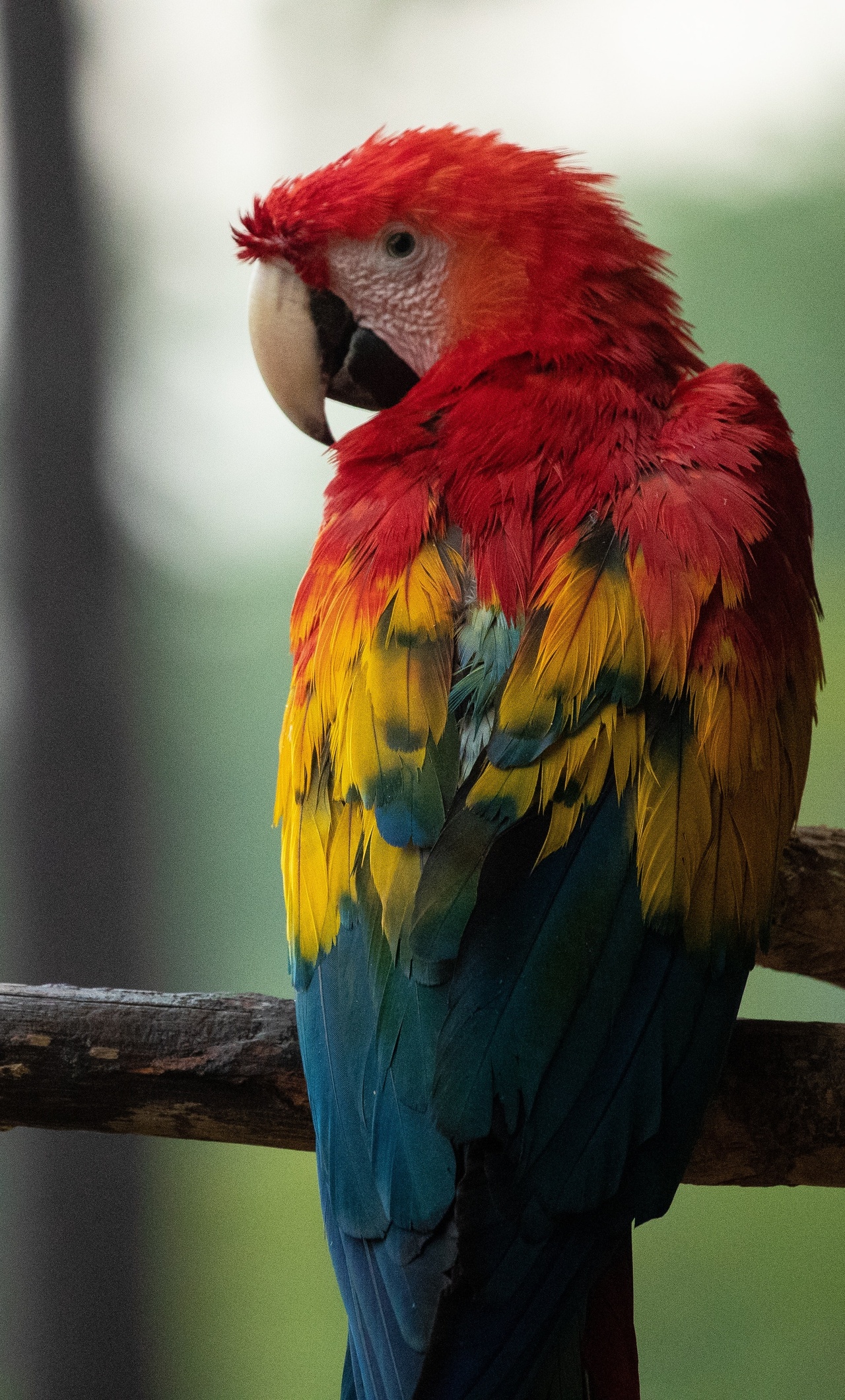 Blue-And-Yellow Macaw Wallpapers