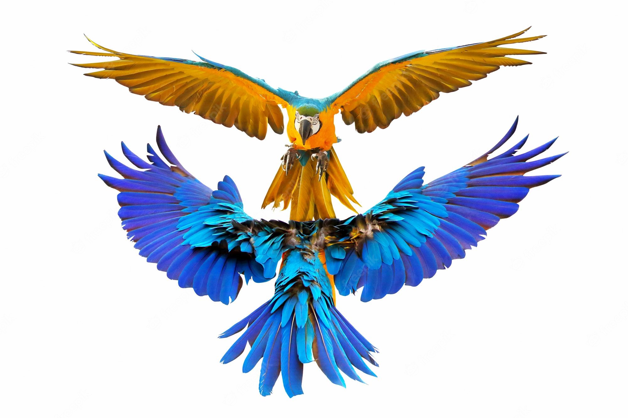 Blue-And-Yellow Macaw Wallpapers