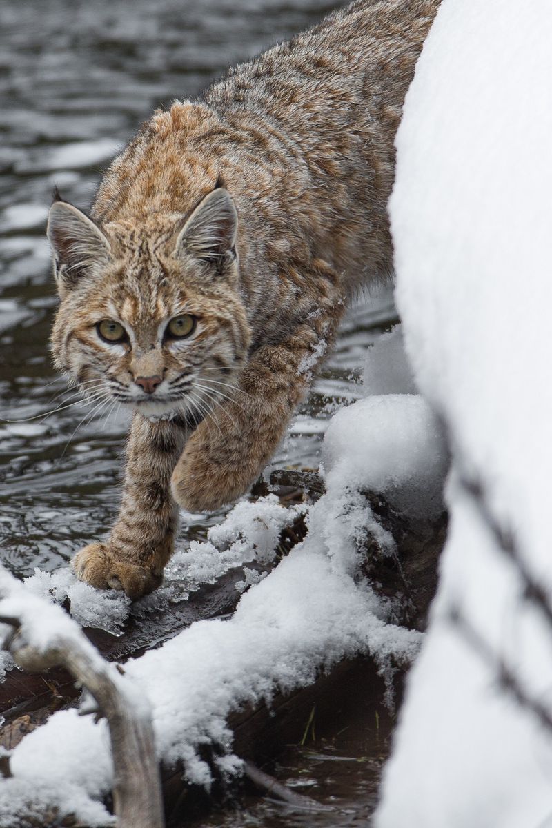 Bobcat Wallpapers