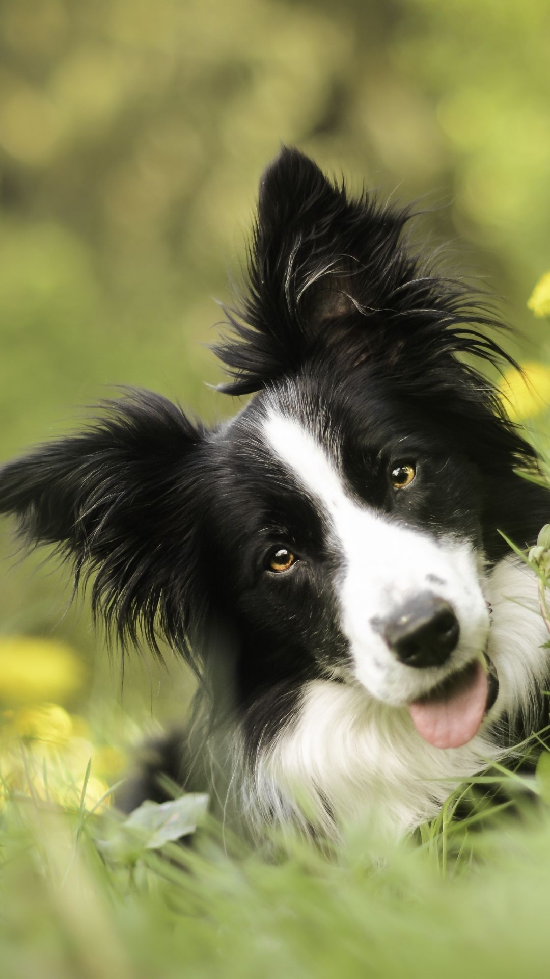 Border Collie Wallpapers