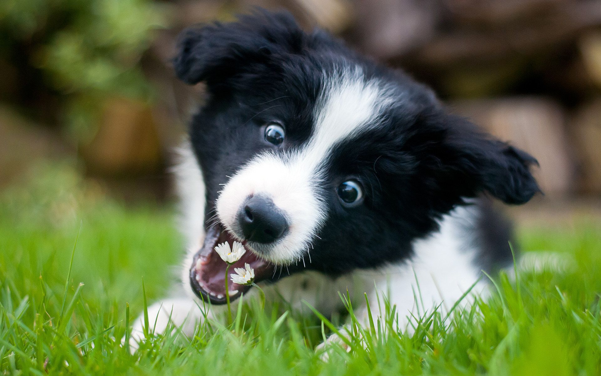 Border Collie Wallpapers