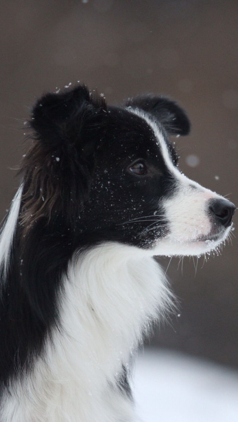 Border Collie Wallpapers