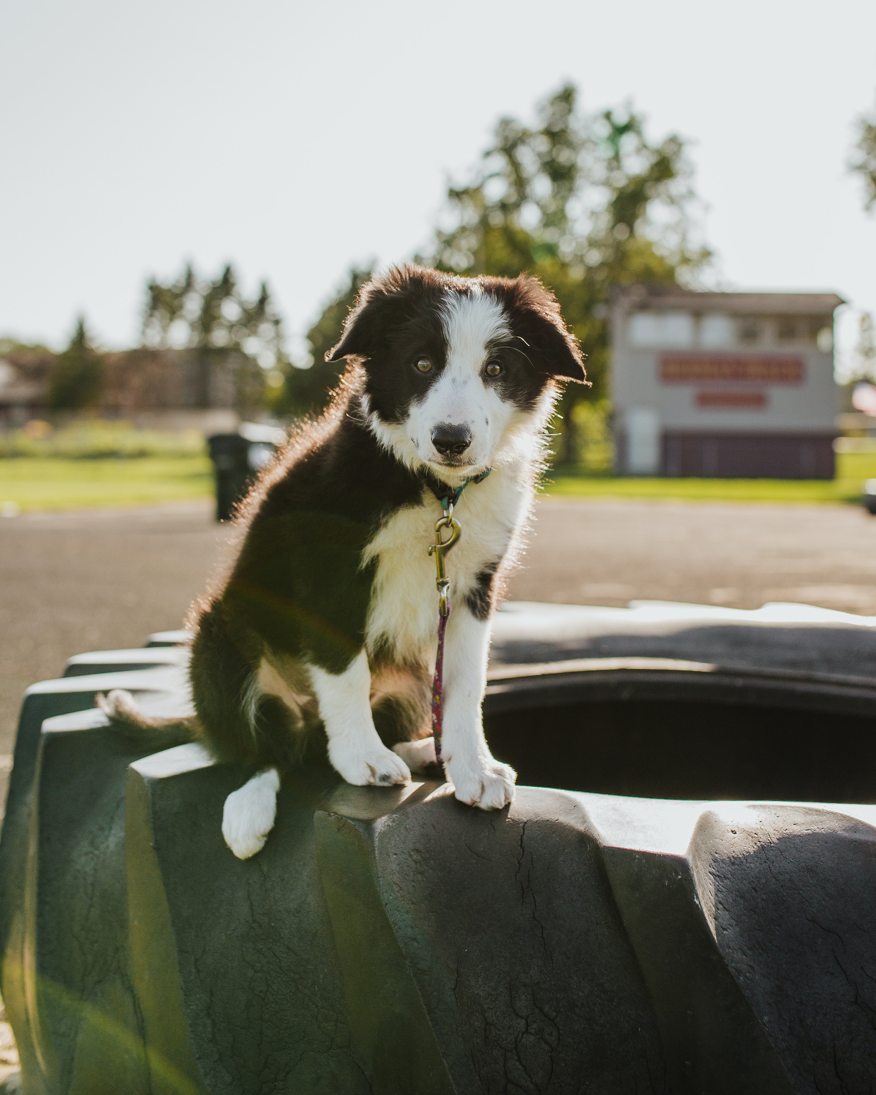 Border Collie Wallpapers