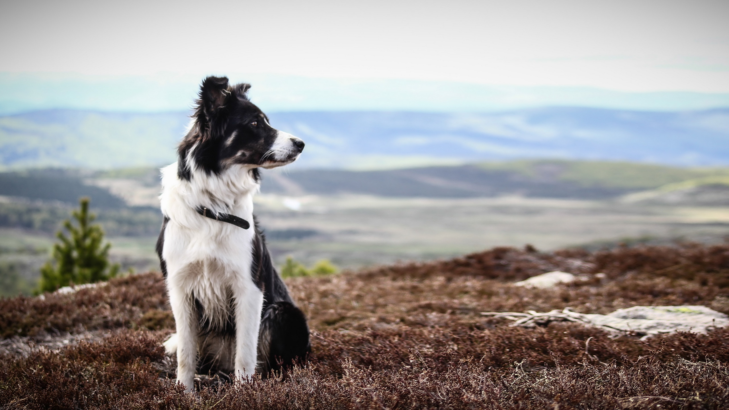 Border Collie Wallpapers