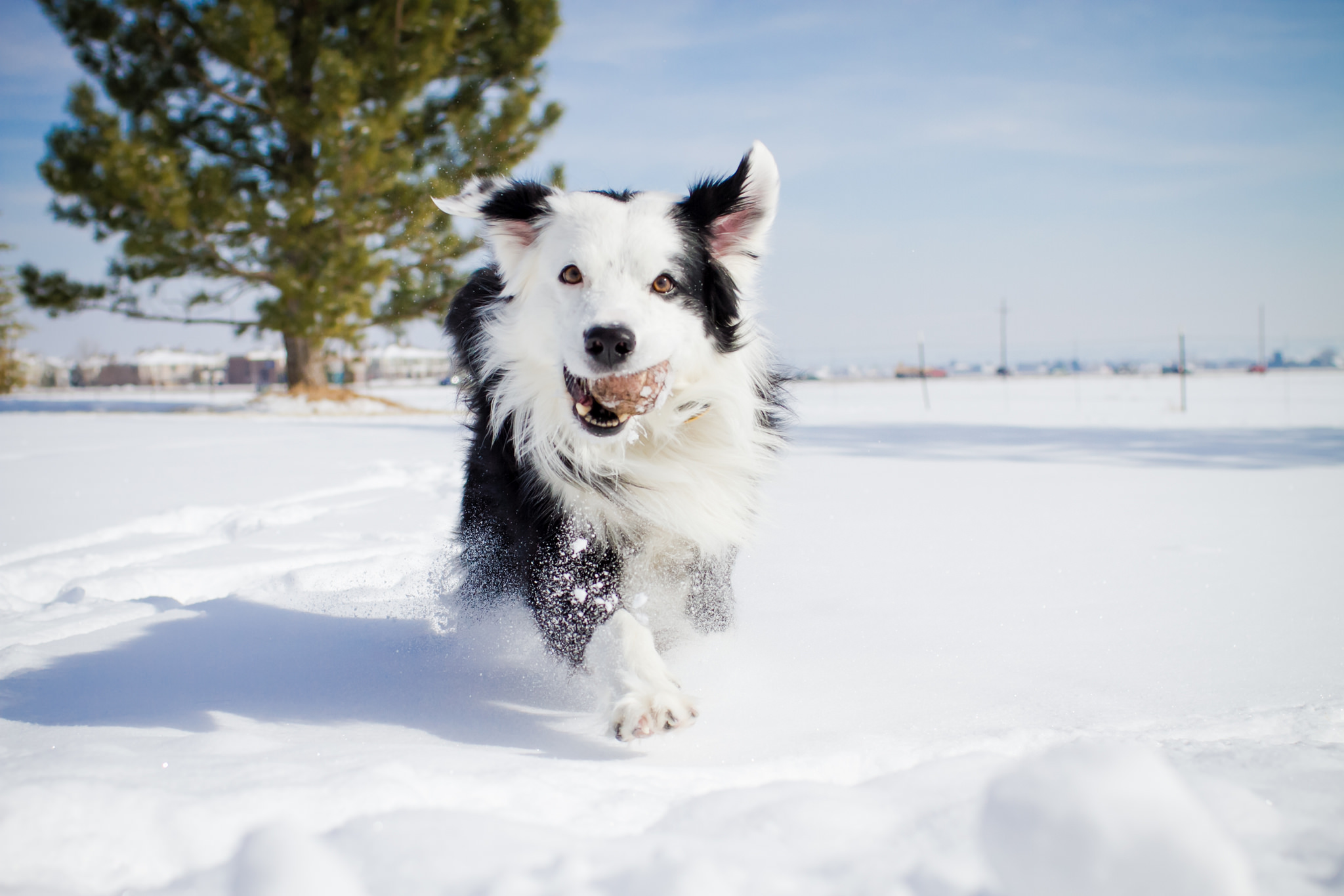 Border Collie Wallpapers