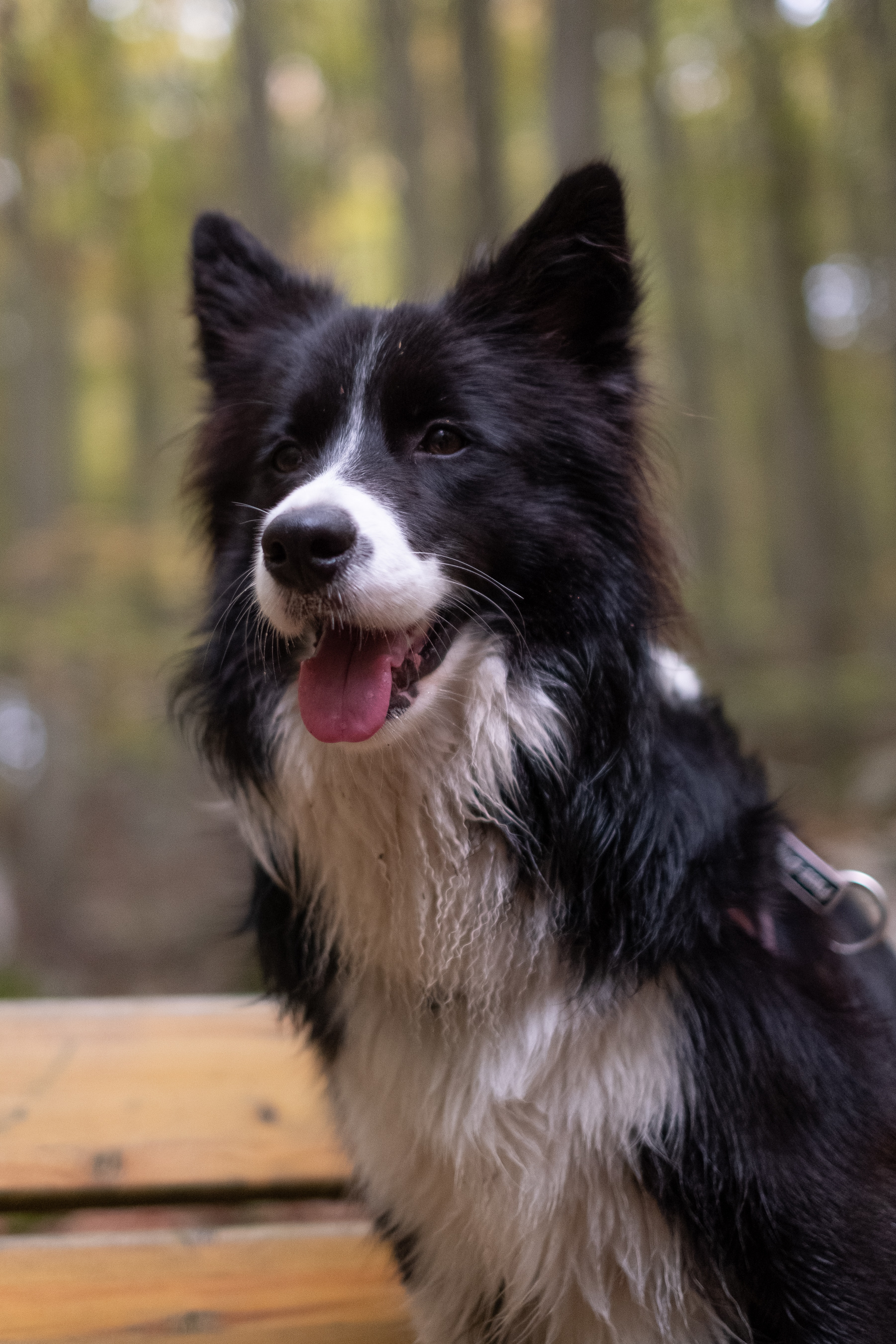 Border Collie Wallpapers