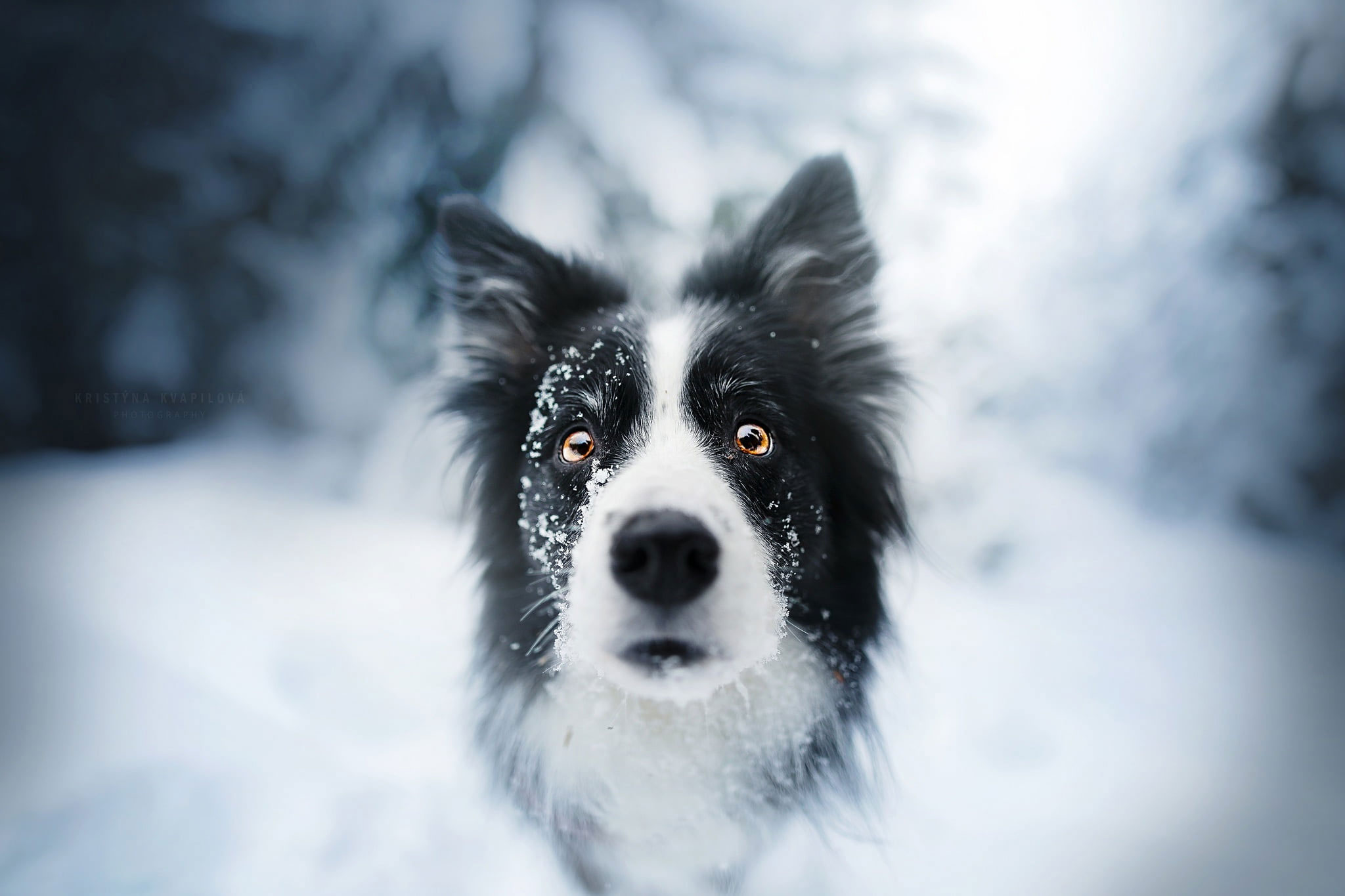 Border Collie Wallpapers