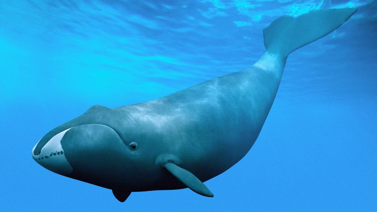 Bowhead Whales Wallpapers