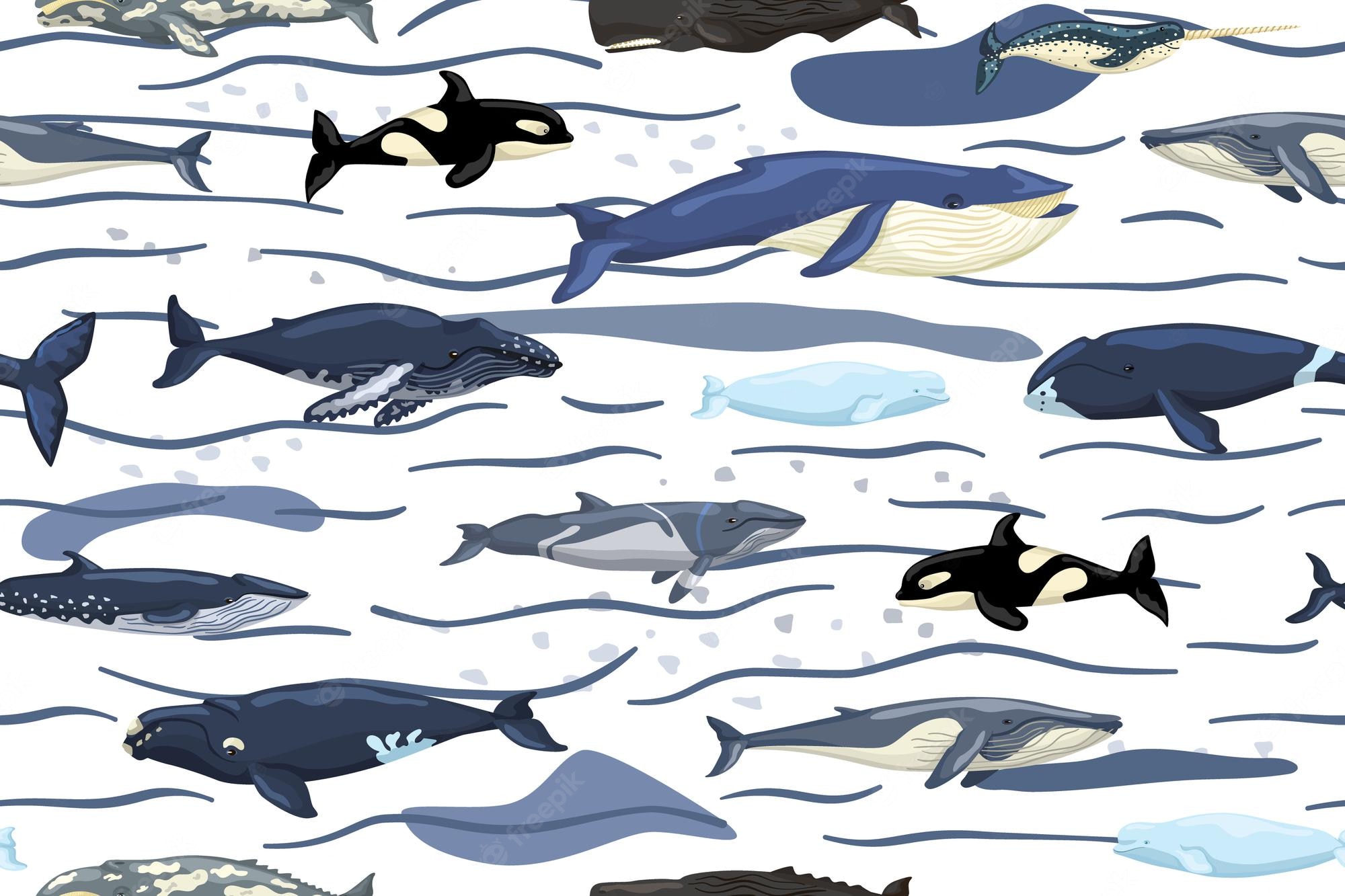 Bowhead Whales Wallpapers