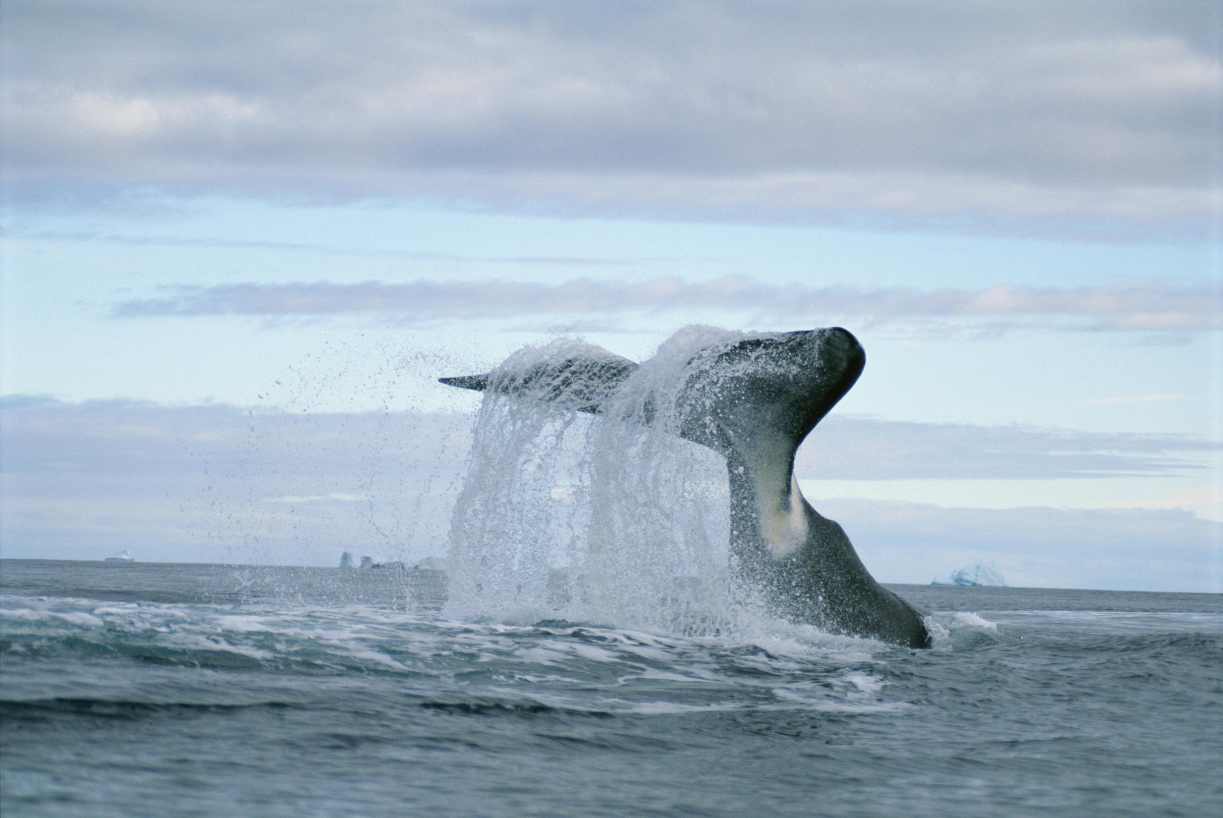 Bowhead Whales Wallpapers