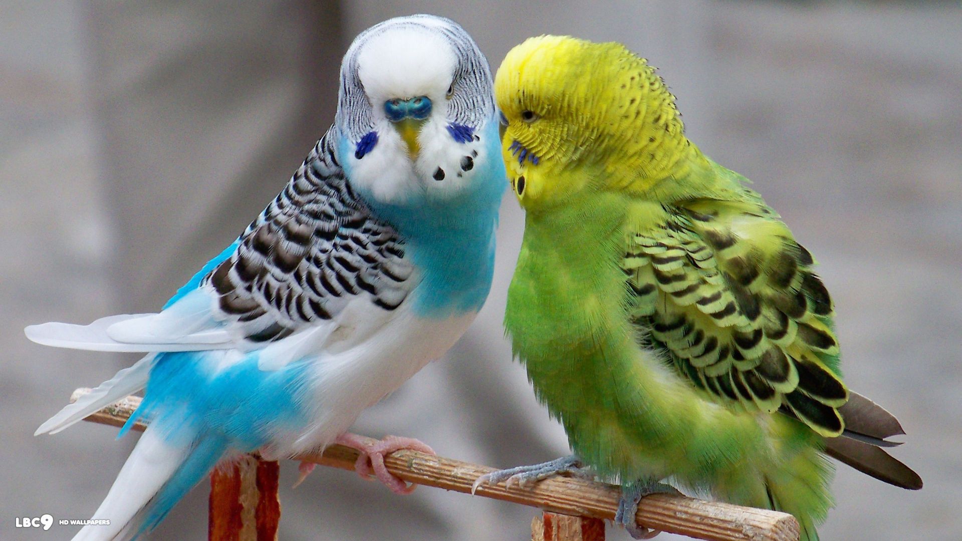 Budgerigar Wallpapers