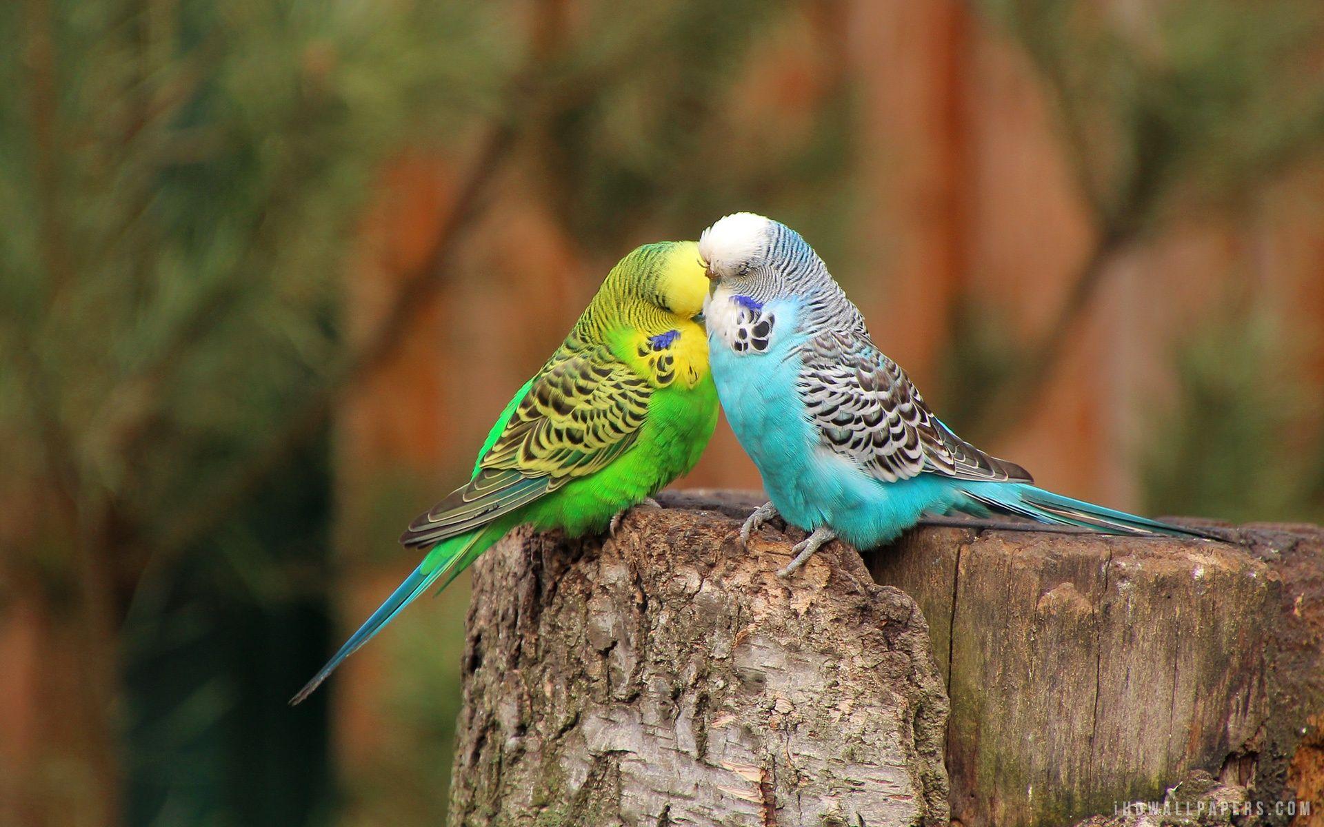 Budgerigar Wallpapers