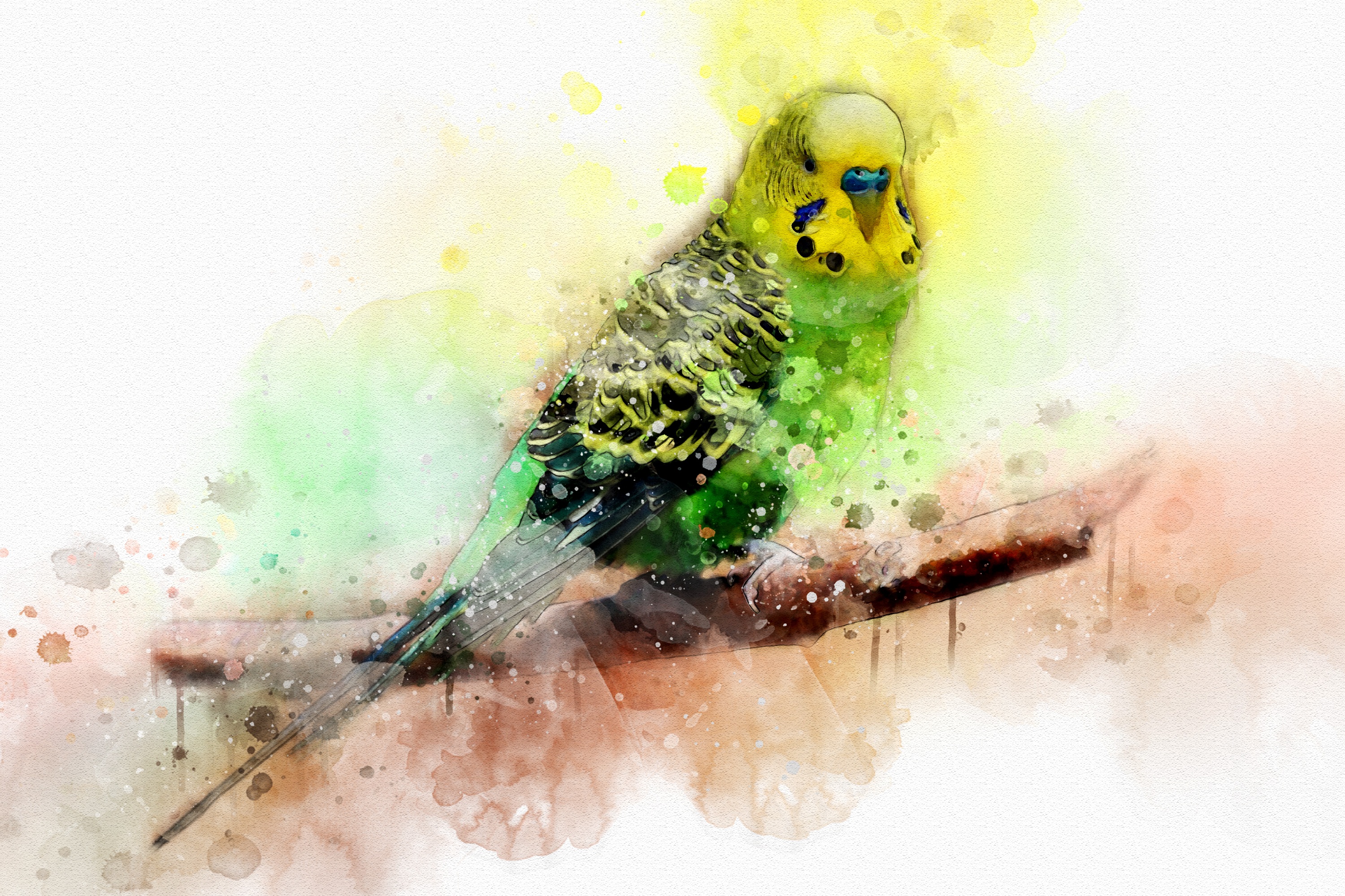 Budgerigar Wallpapers