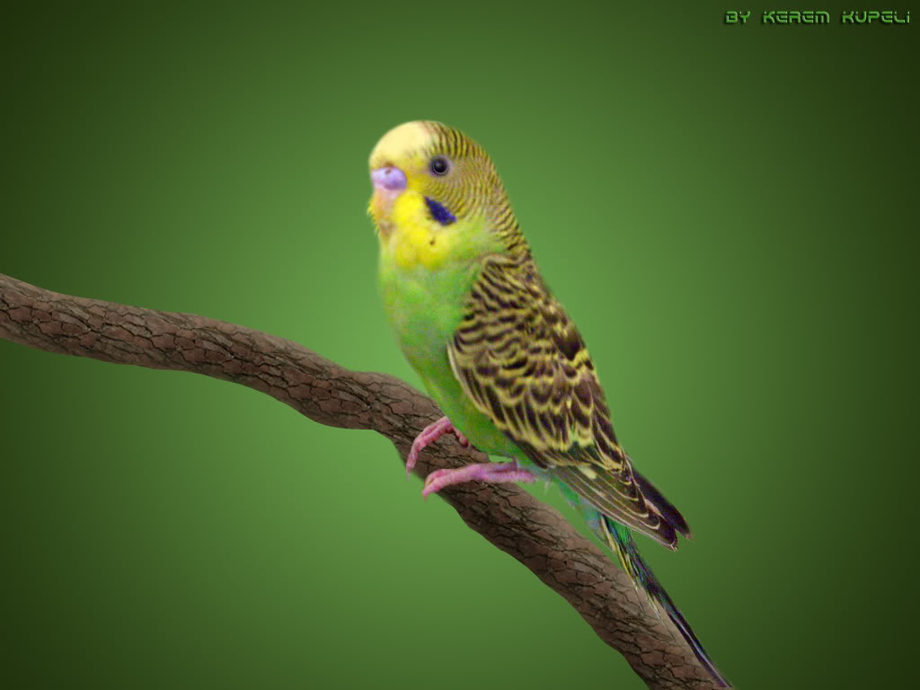 Budgerigar Wallpapers