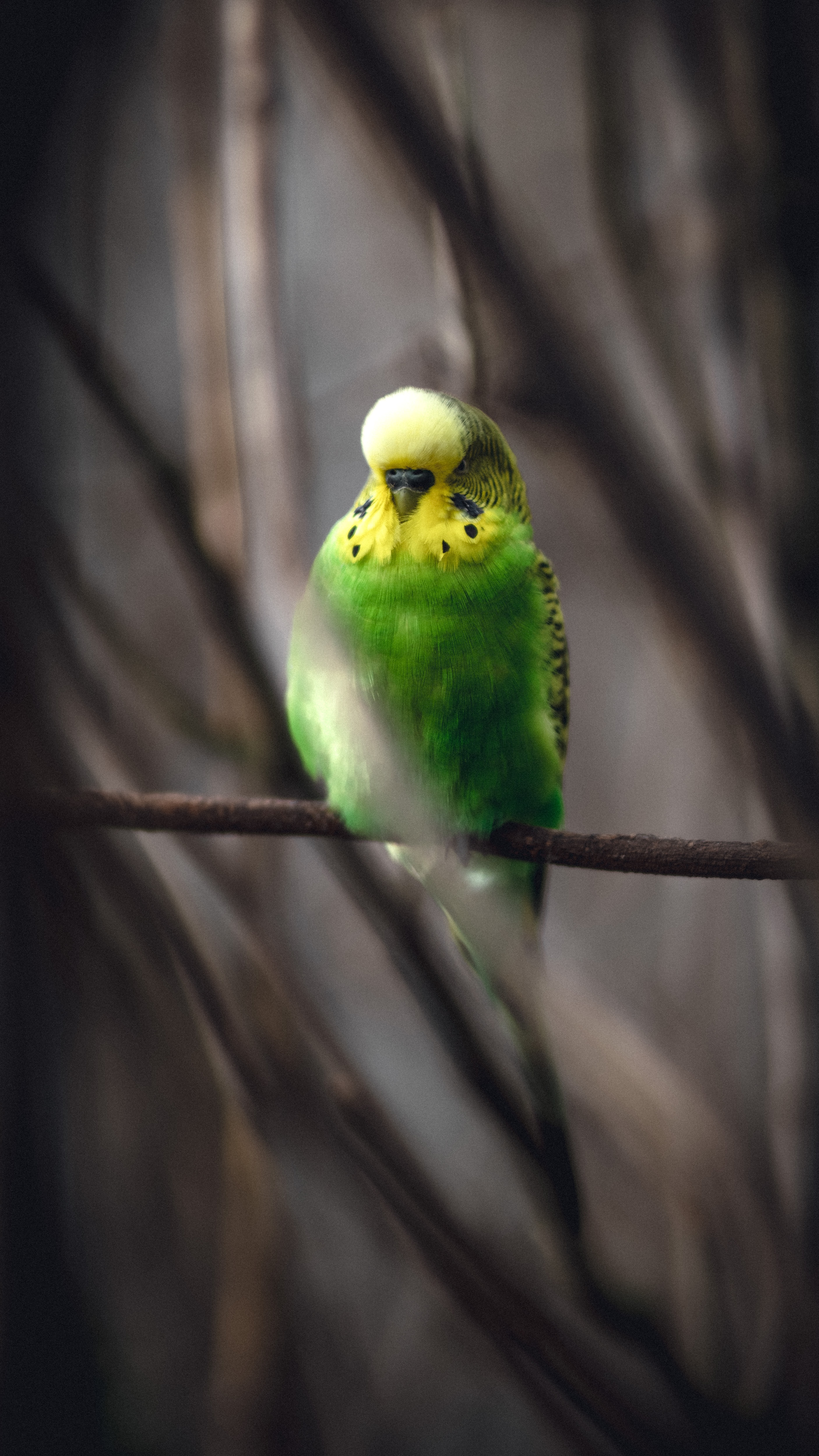 Budgerigar Wallpapers