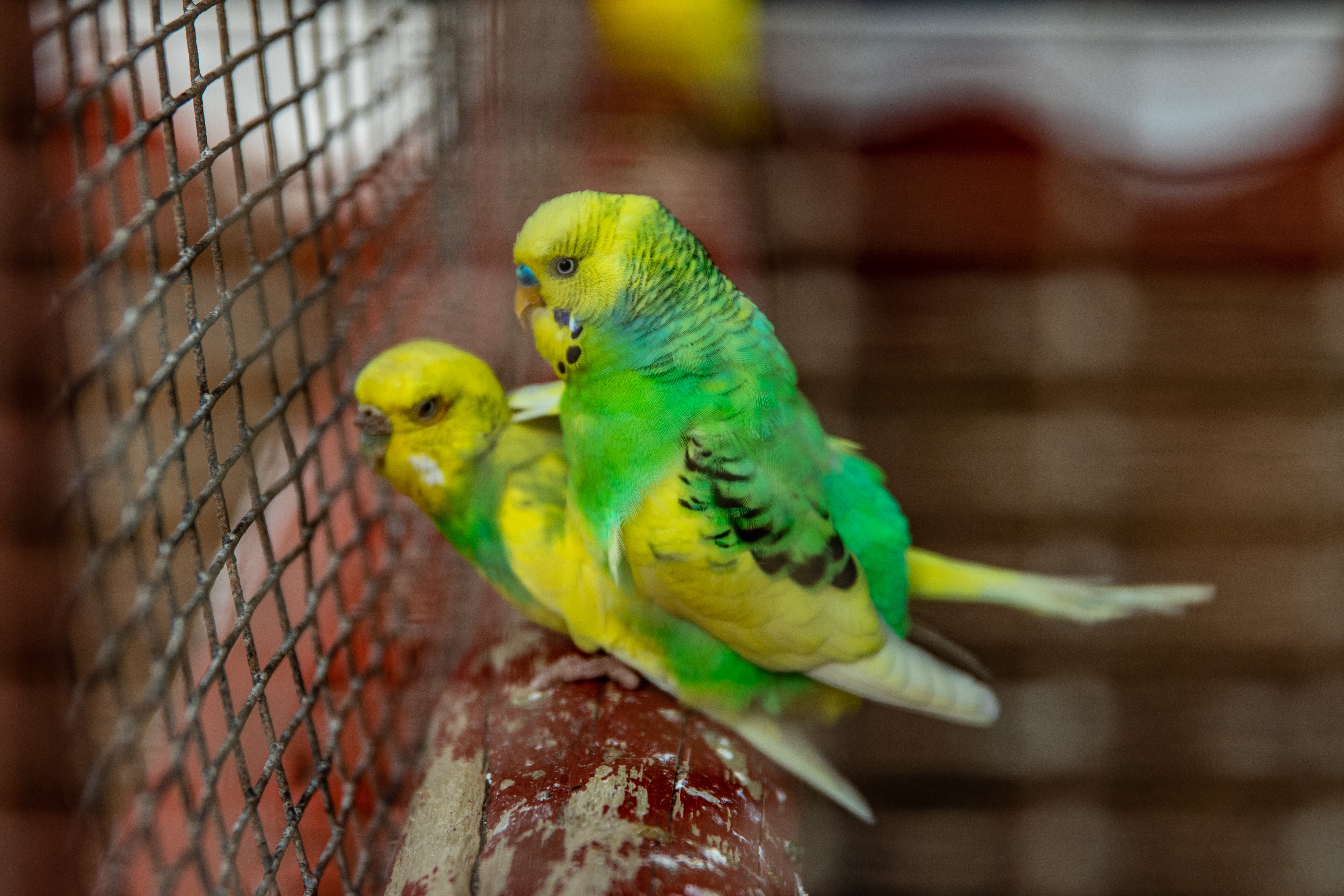 Budgerigar Wallpapers