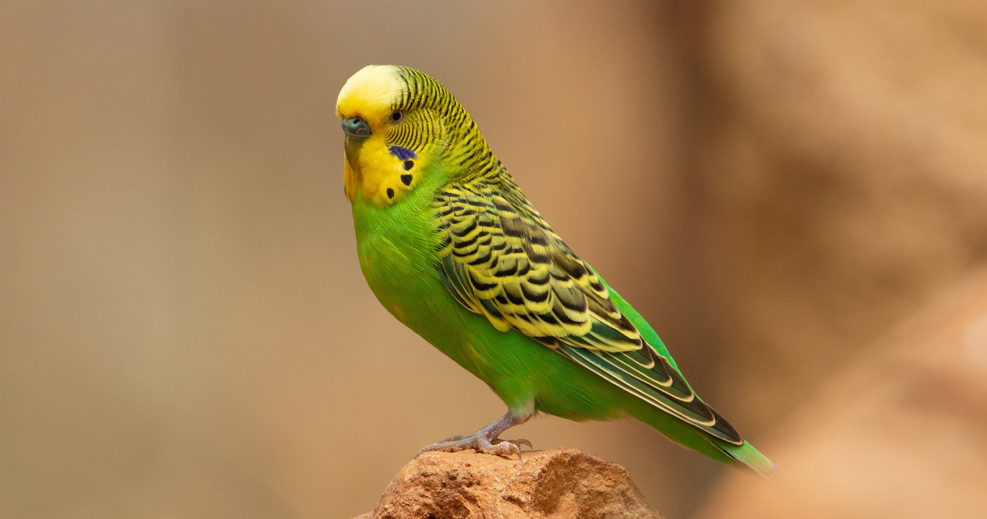 Budgerigar Wallpapers