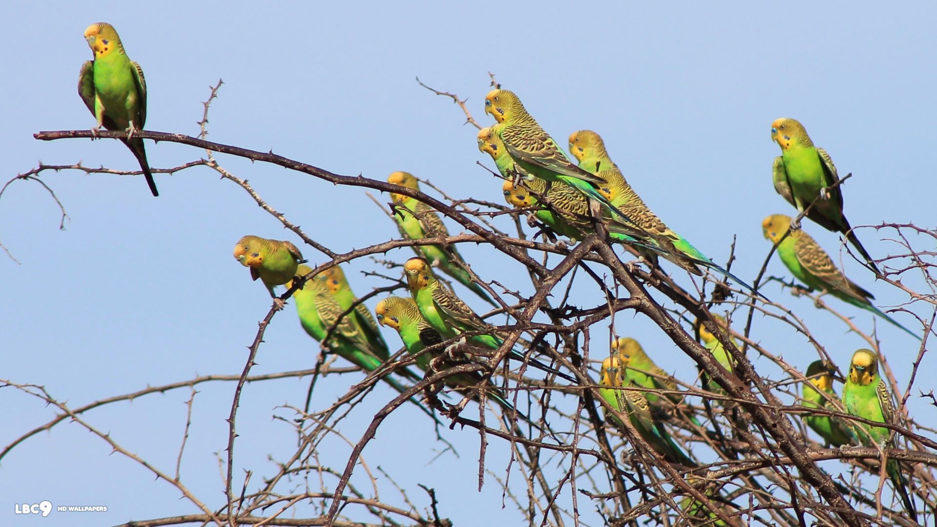 Budgerigar Wallpapers