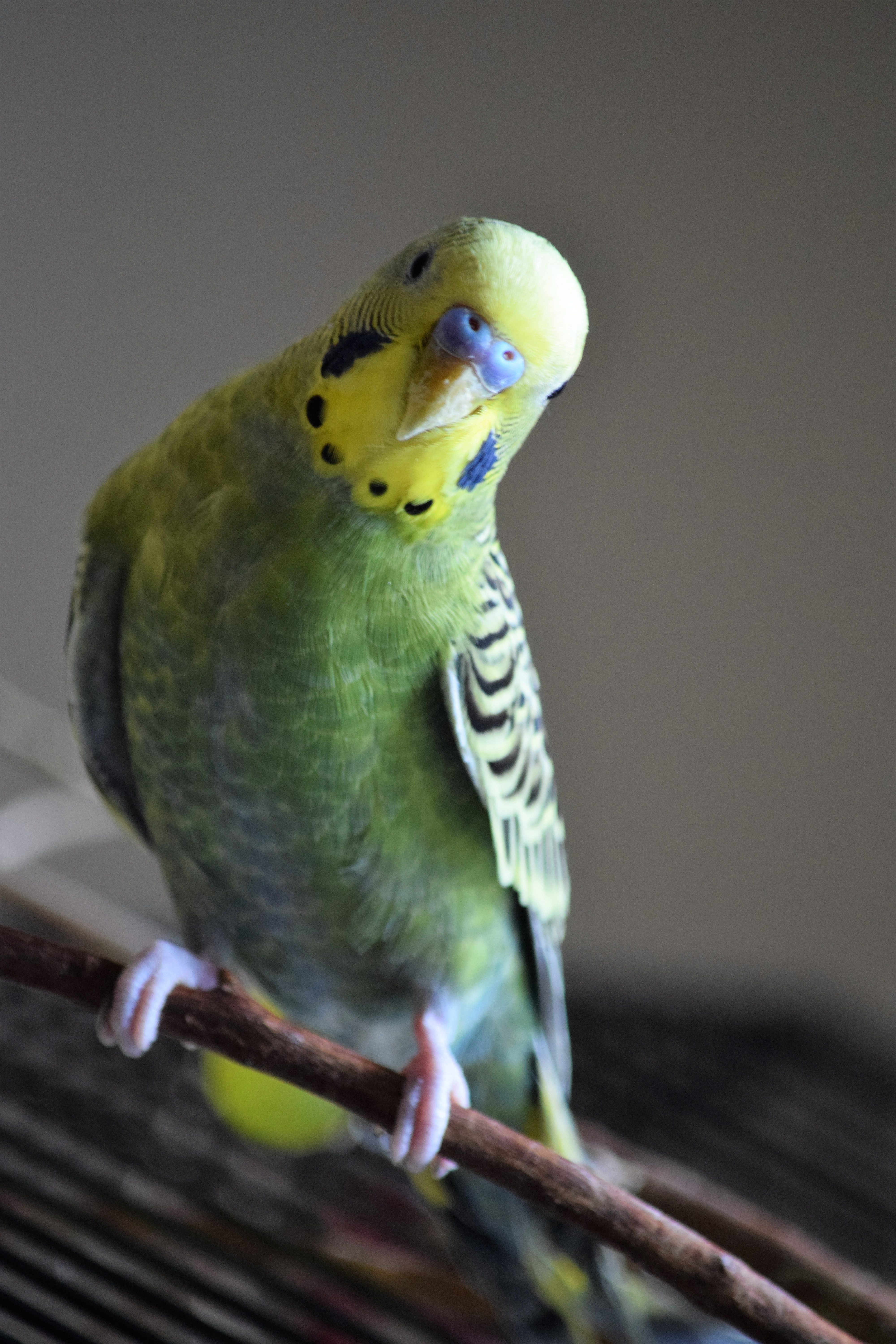 Budgerigar Wallpapers