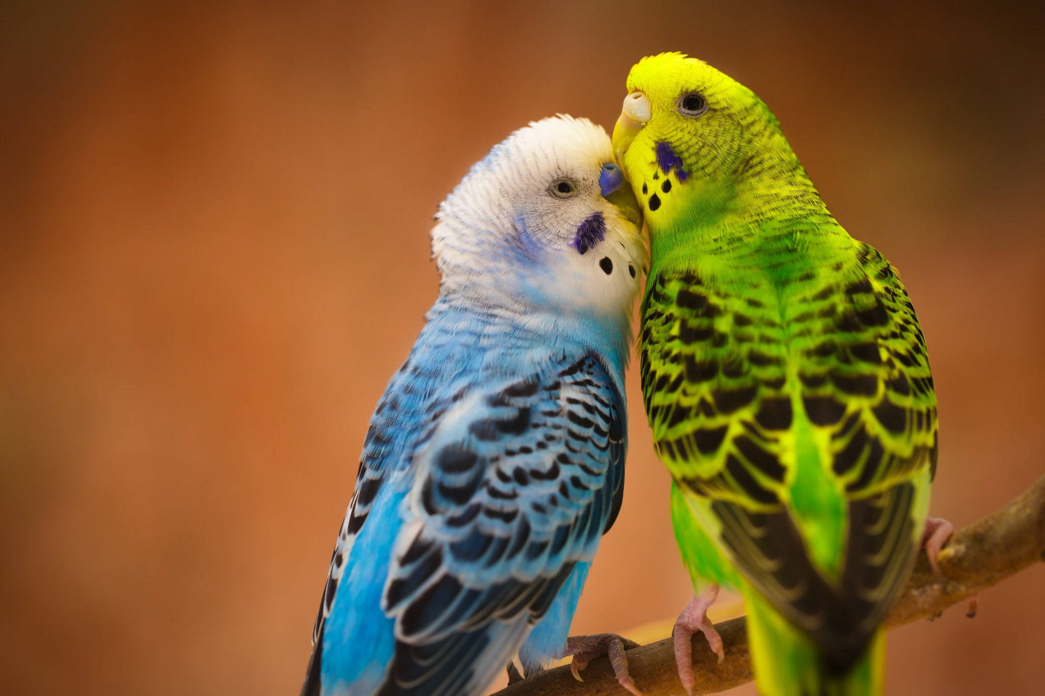 Budgerigar Wallpapers