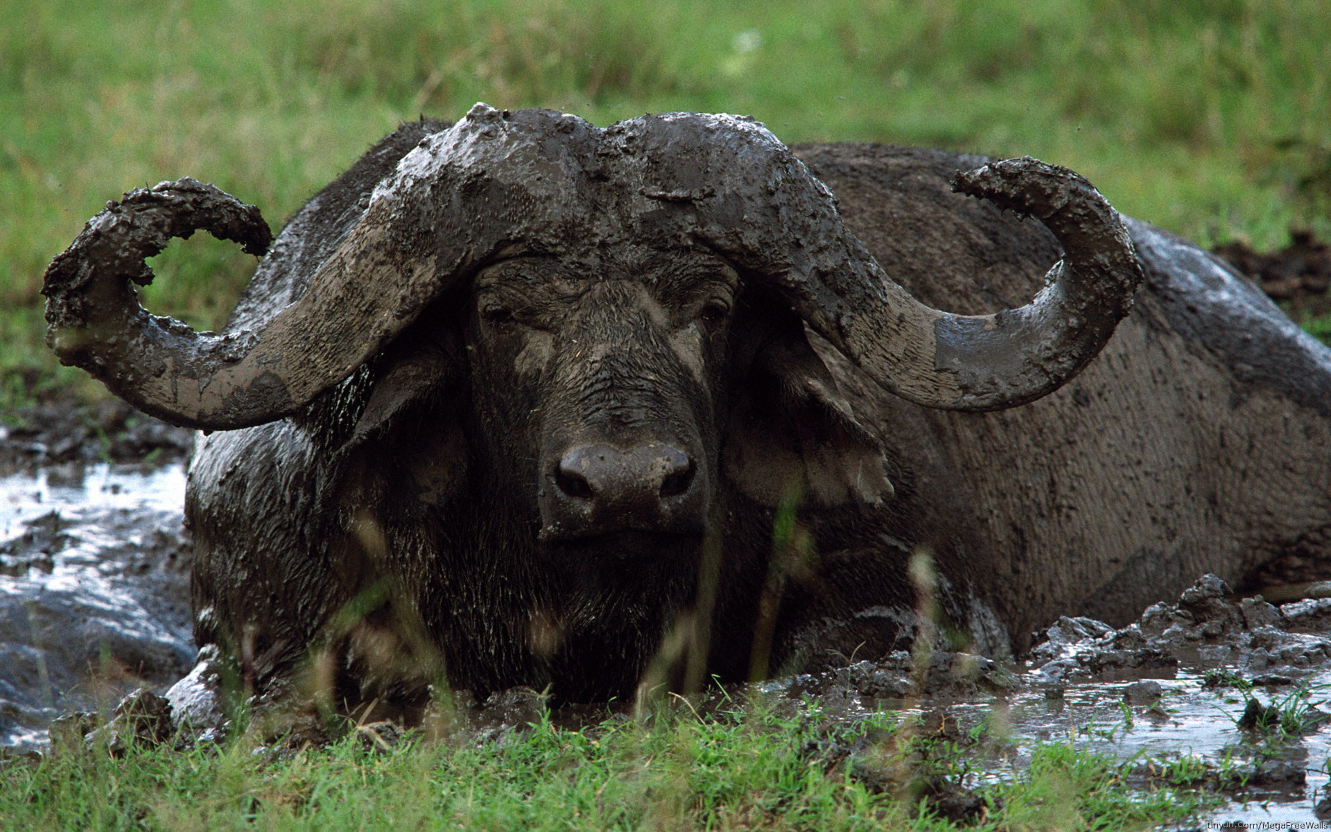 Buffalo Wallpapers