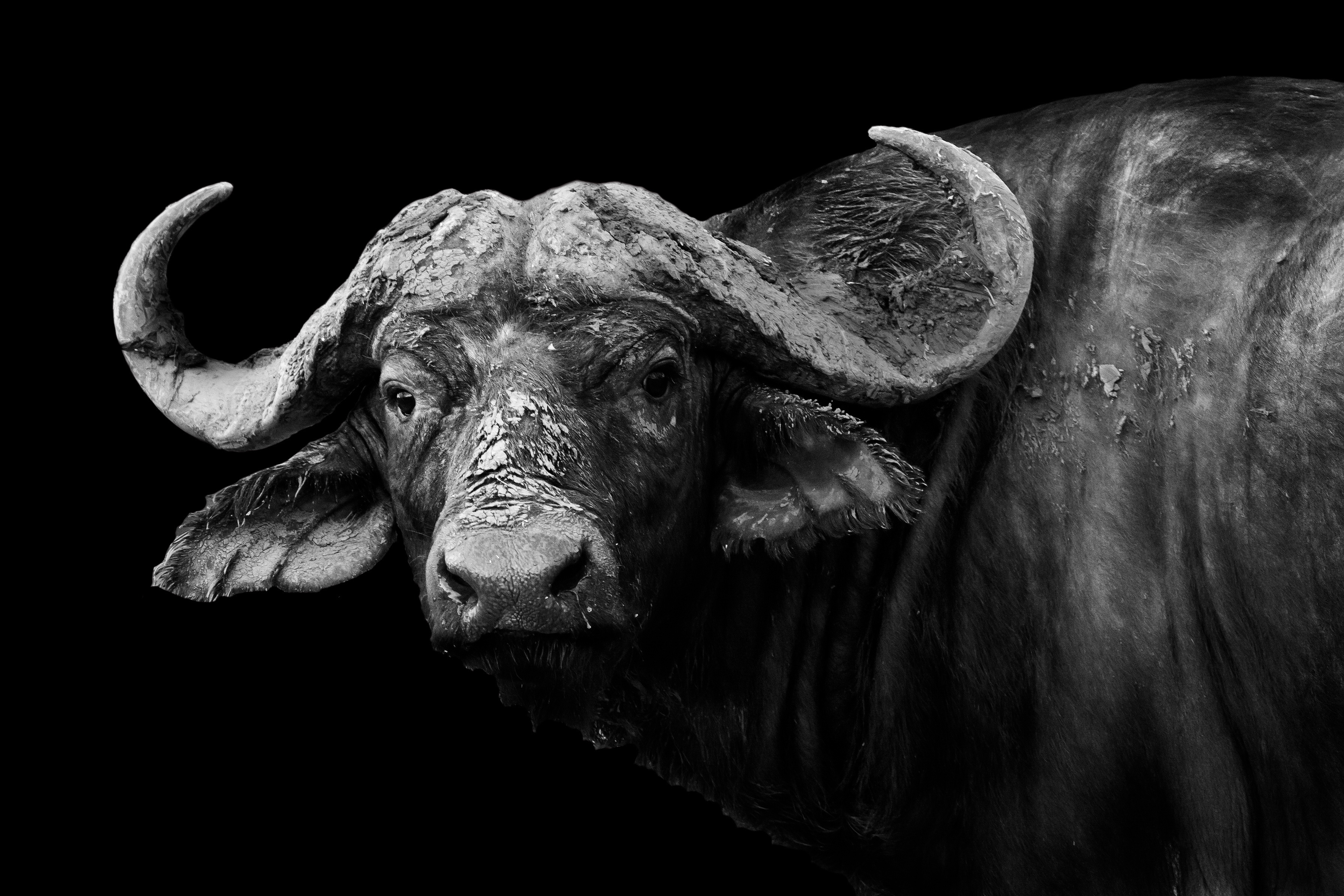 Buffalo Wallpapers