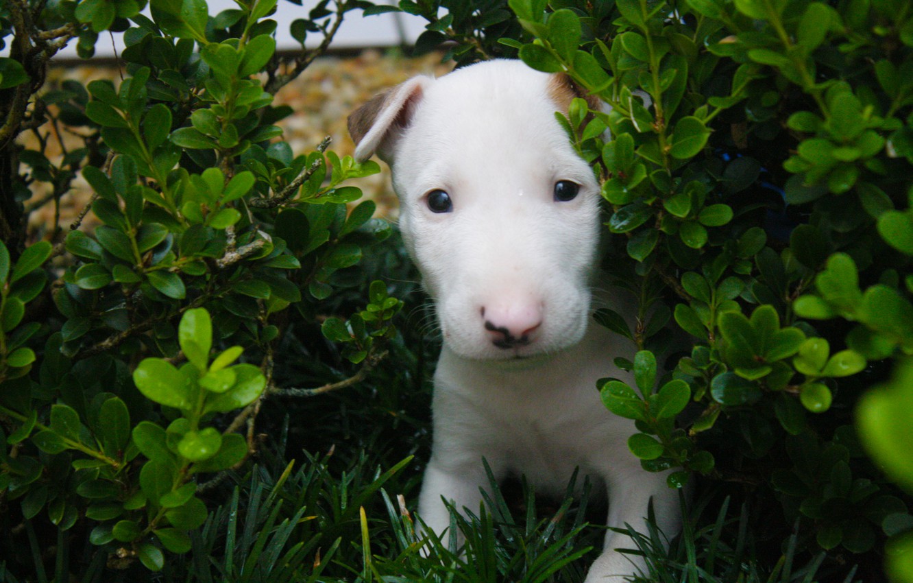 Bull Terrier Wallpapers