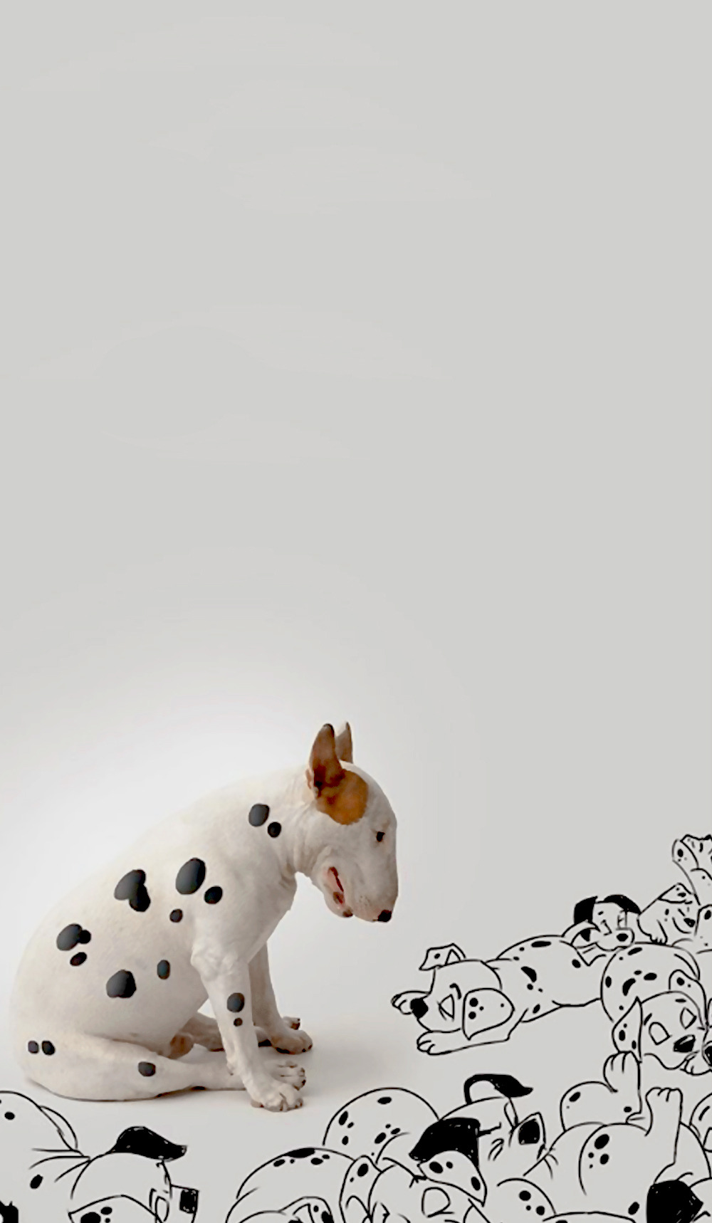 Bull Terrier Wallpapers