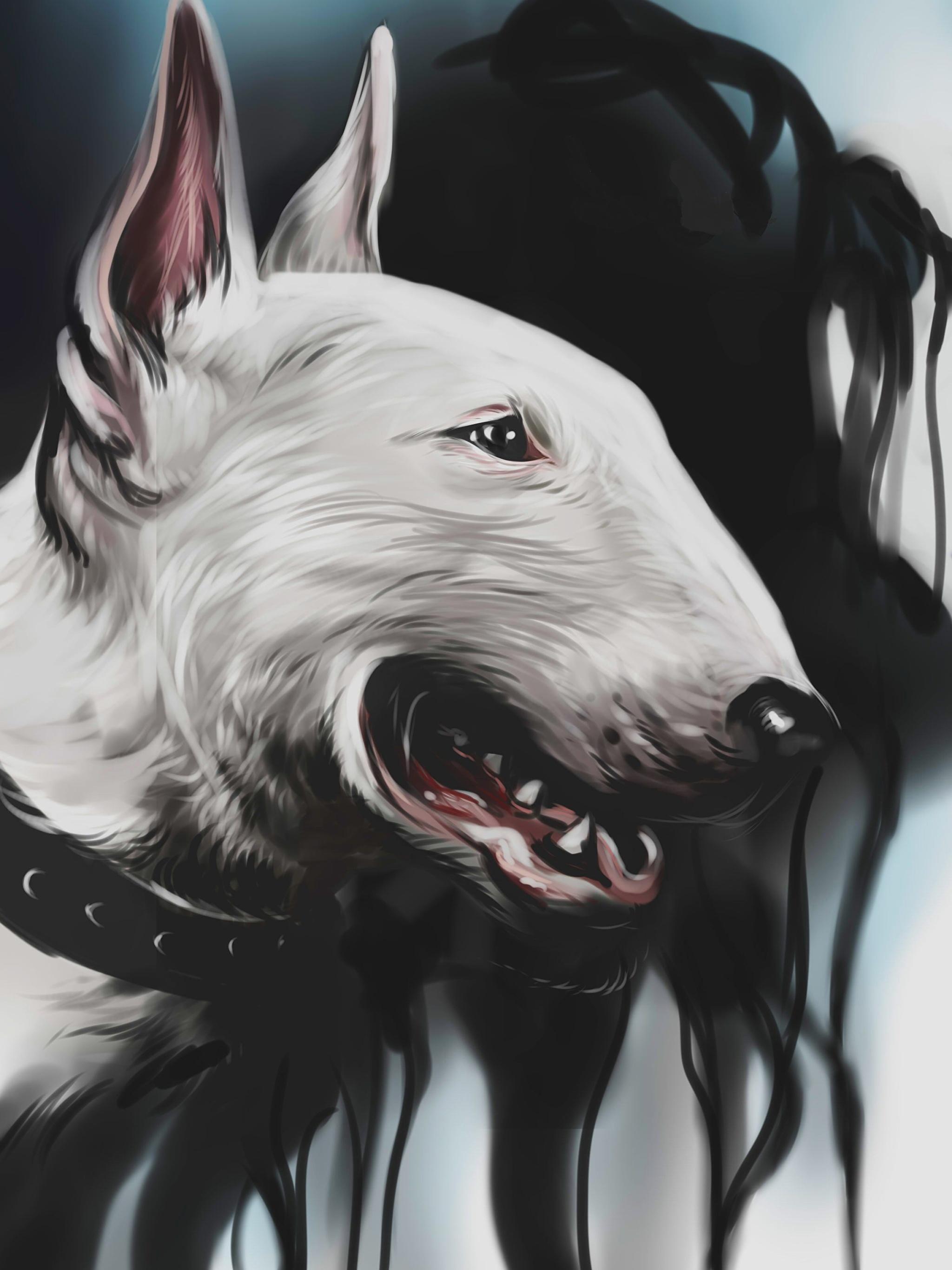 Bull Terrier Wallpapers