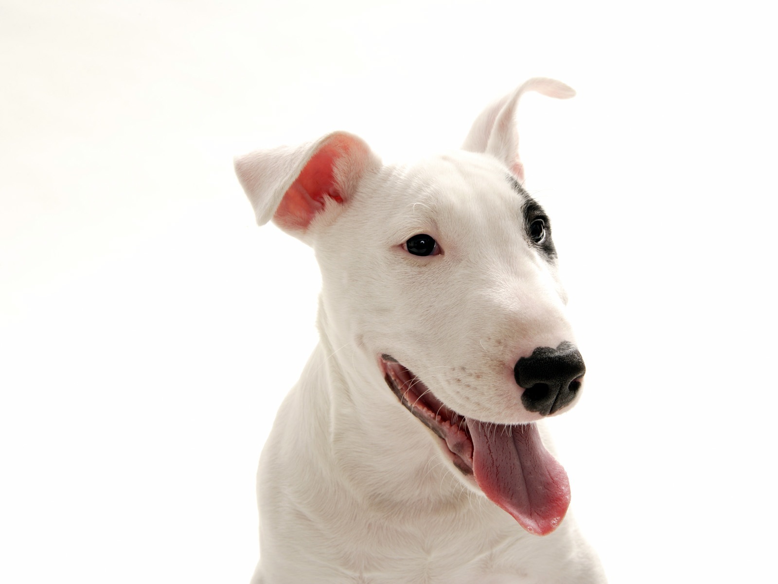 Bull Terrier Wallpapers