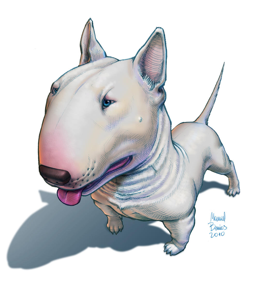 Bull Terrier Wallpapers