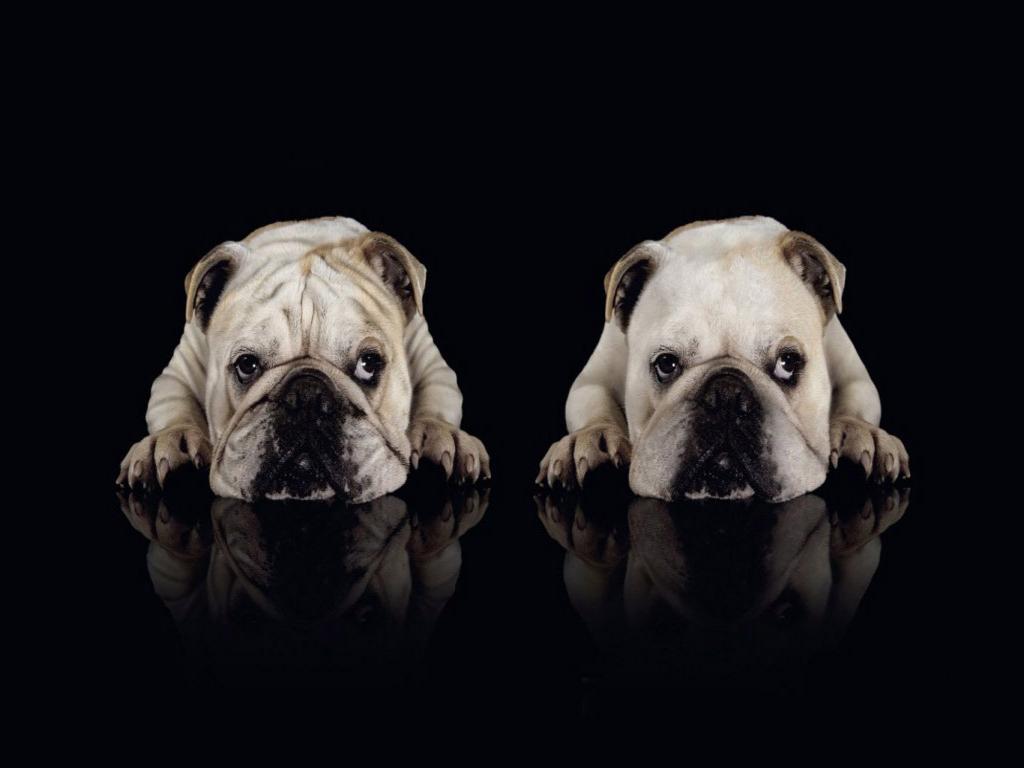 Bulldogs Wallpapers