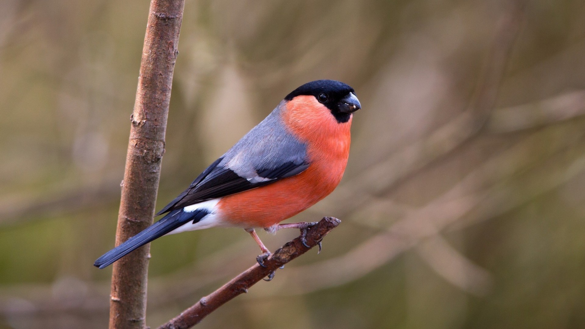 Bullfinch Wallpapers