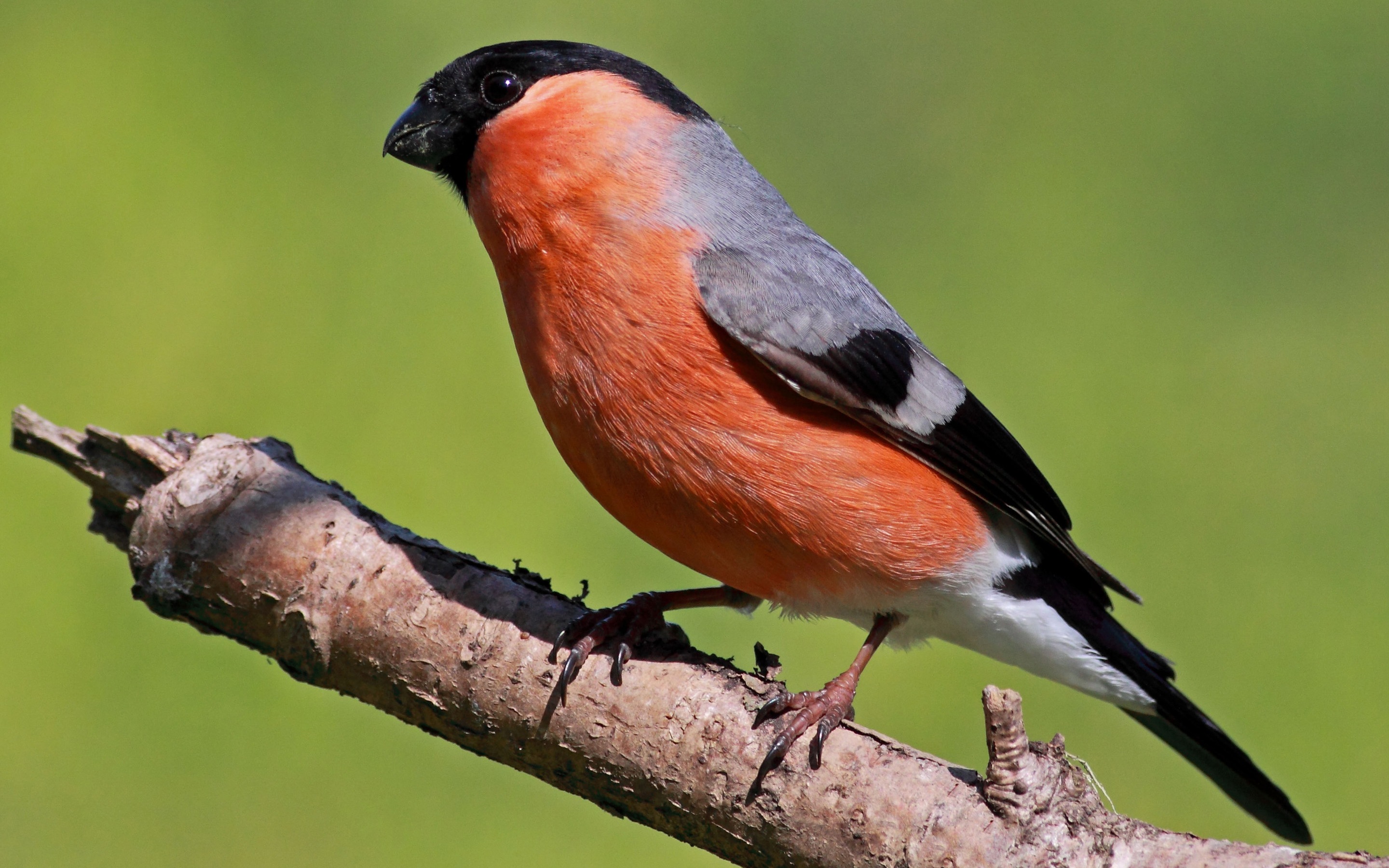 Bullfinch Wallpapers