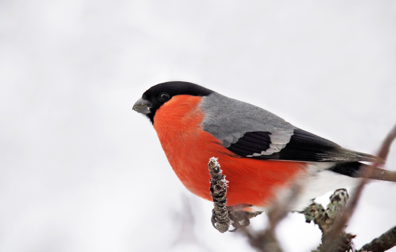 Bullfinch Wallpapers