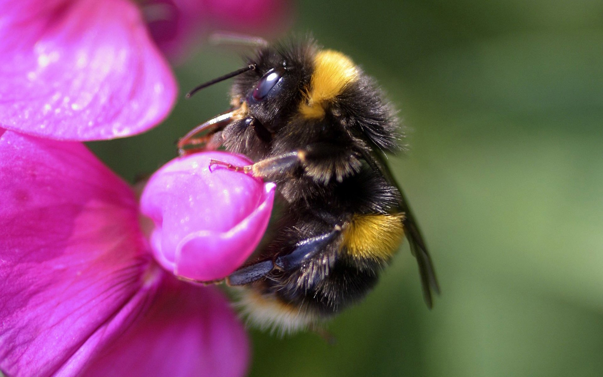 Bumblebee Insect Wallpapers