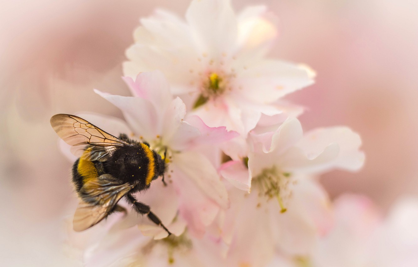 Bumblebee Insect Wallpapers